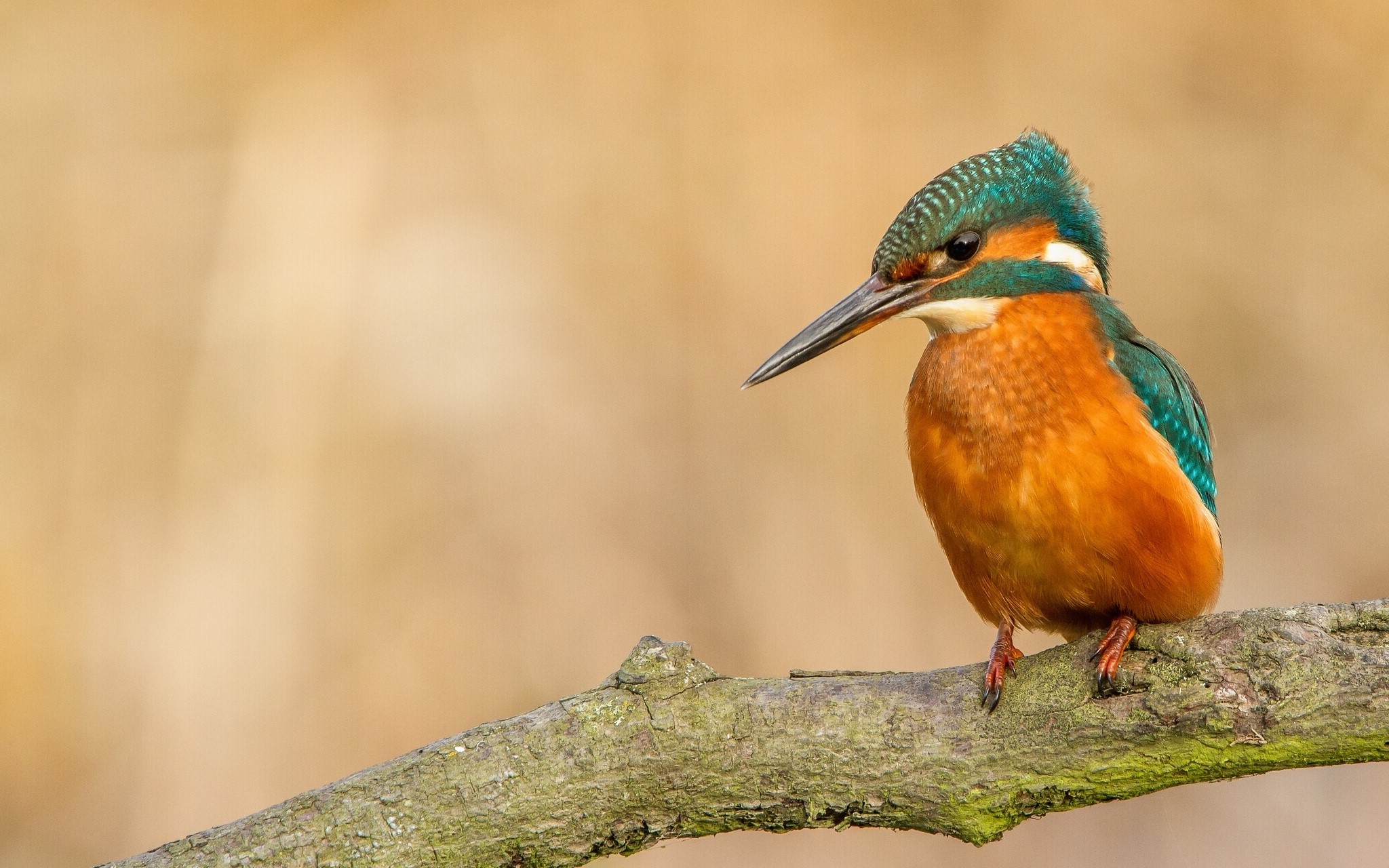 Common Kingfisher perched on a branch HD Wallpaper