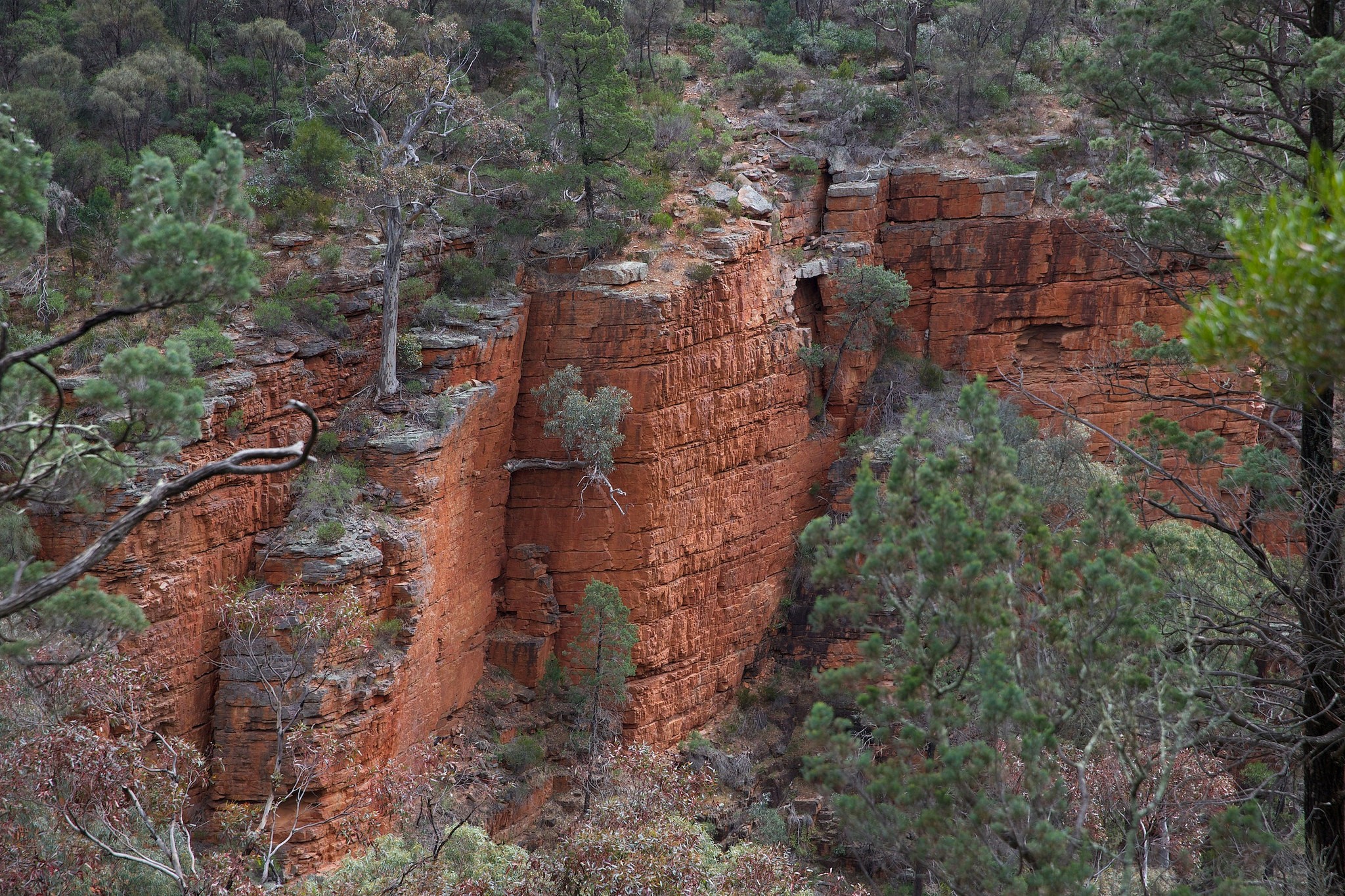 Red rock cliff face with trees and branches HD Wallpaper