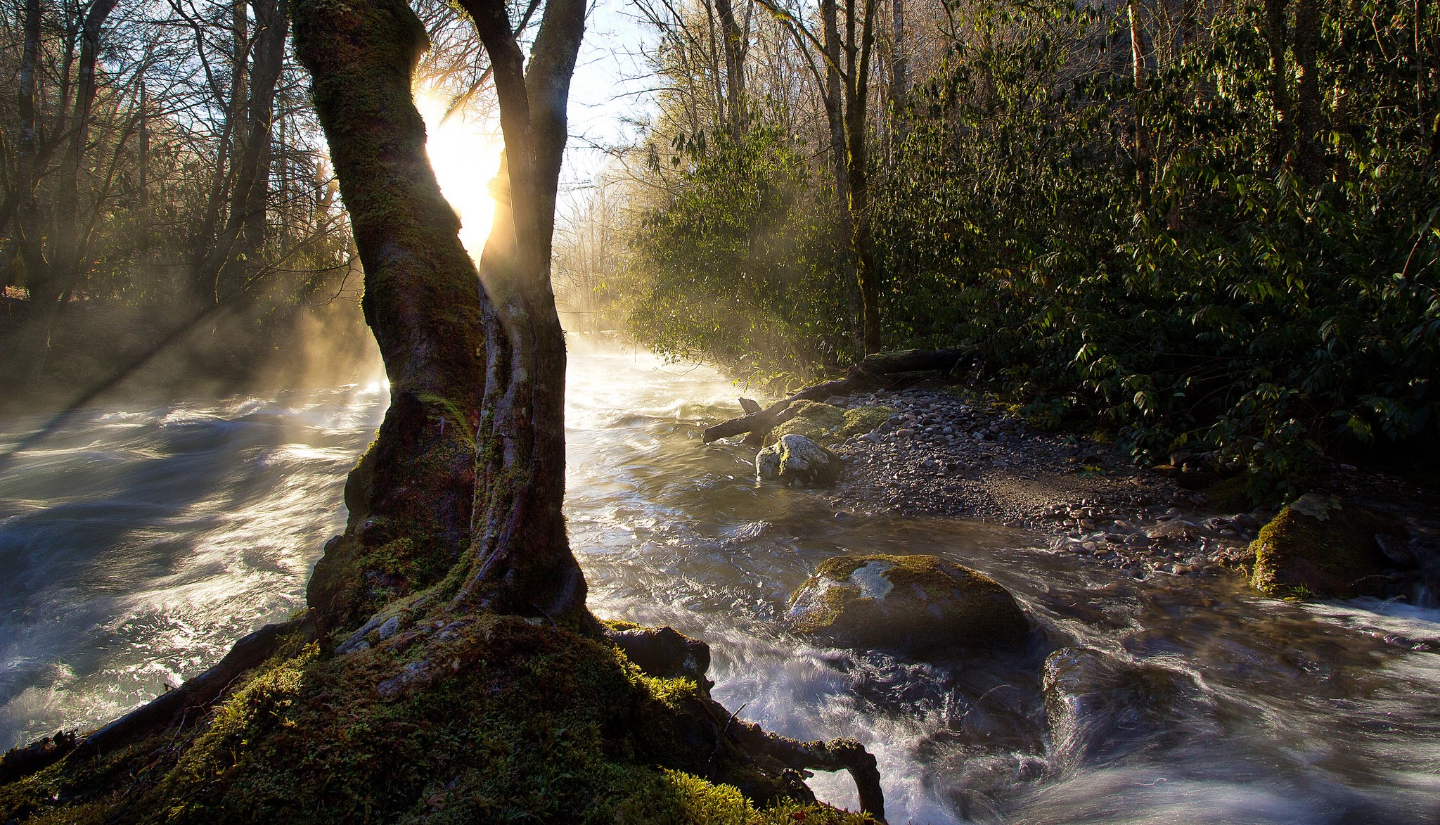 Sunlight streams through trees onto a misty river HD Wallpaper