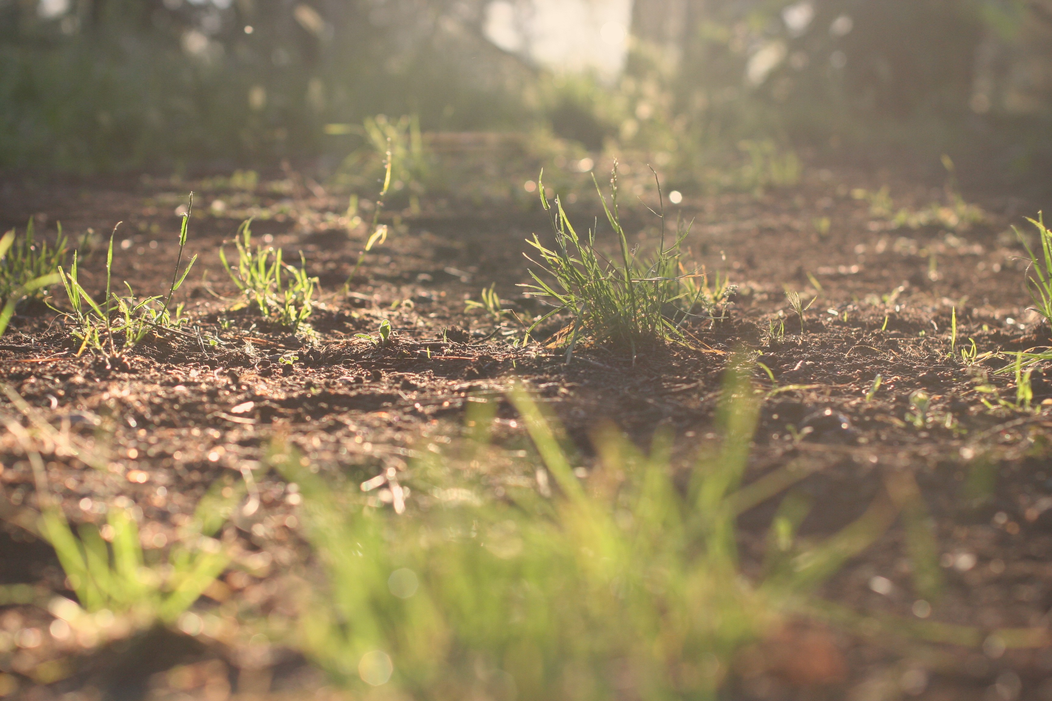 Close-up of grass and earth in sunlight HD Wallpaper