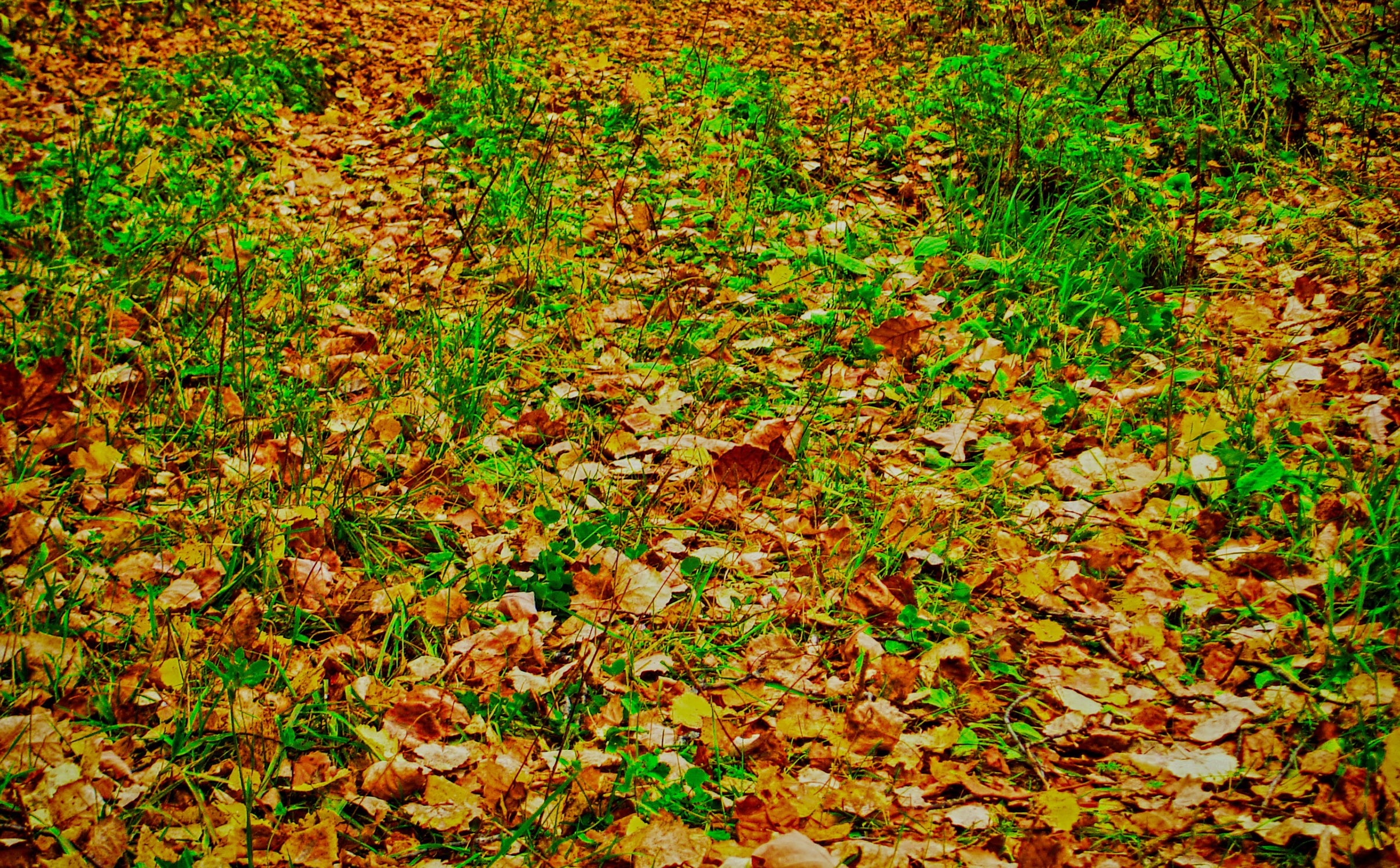 Autumn leaves on the ground with green grass HD Wallpaper