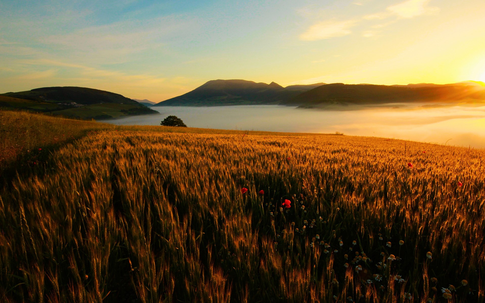Wheat field at sunrise with fog in the valley HD Wallpaper