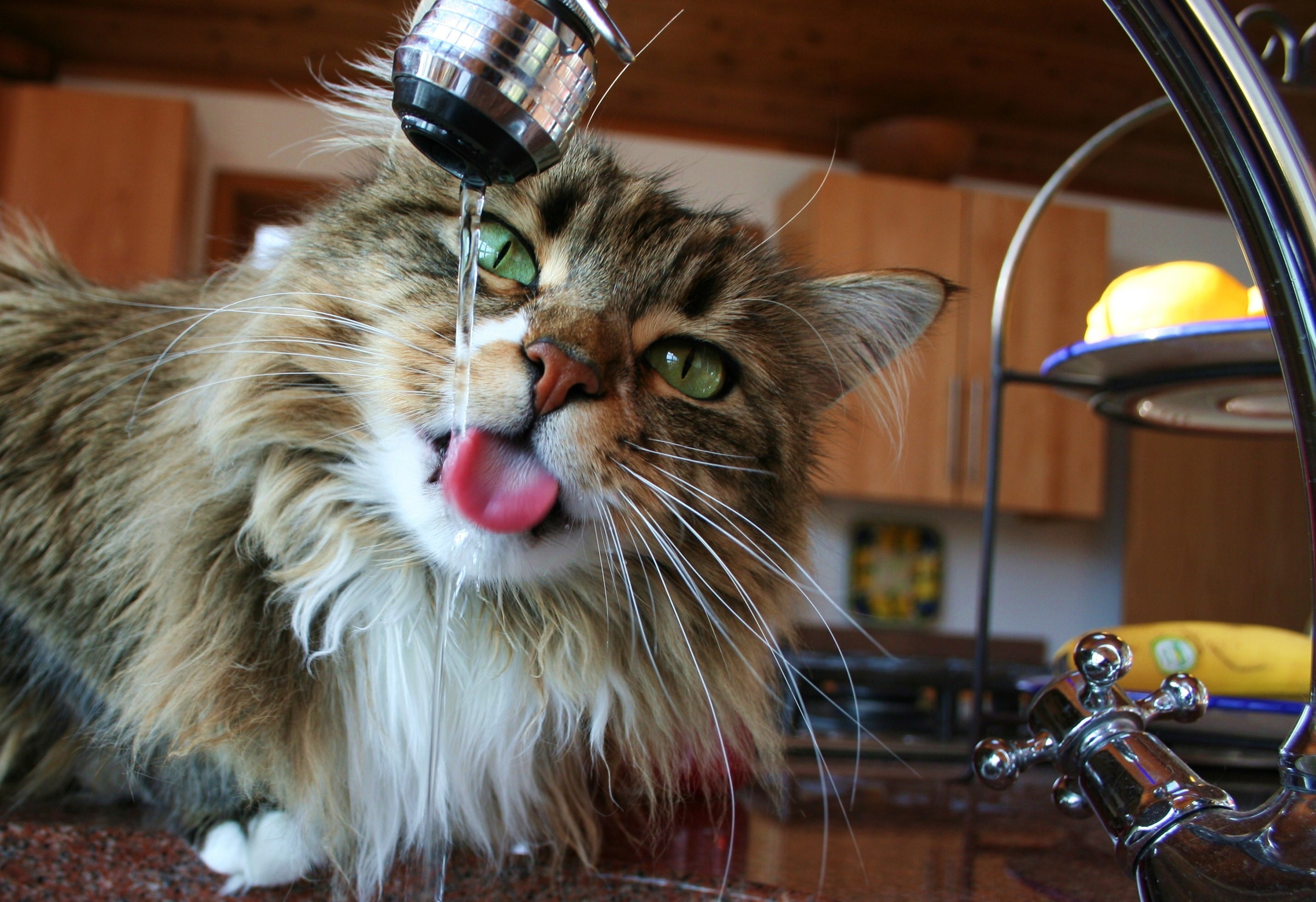 Cat drinking water from a tap HD Wallpaper