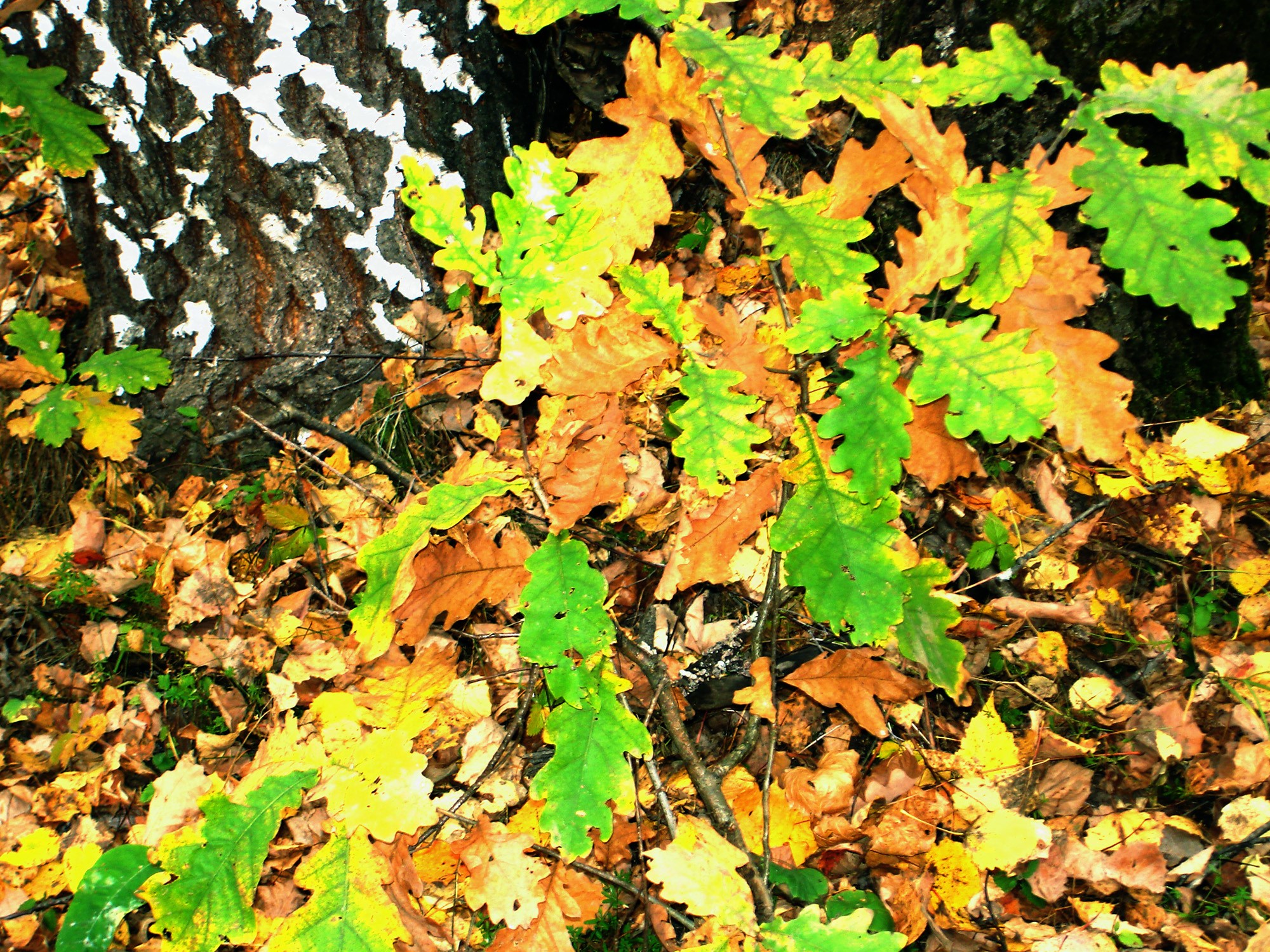 Oak leaves and tree trunk in autumn HD Wallpaper