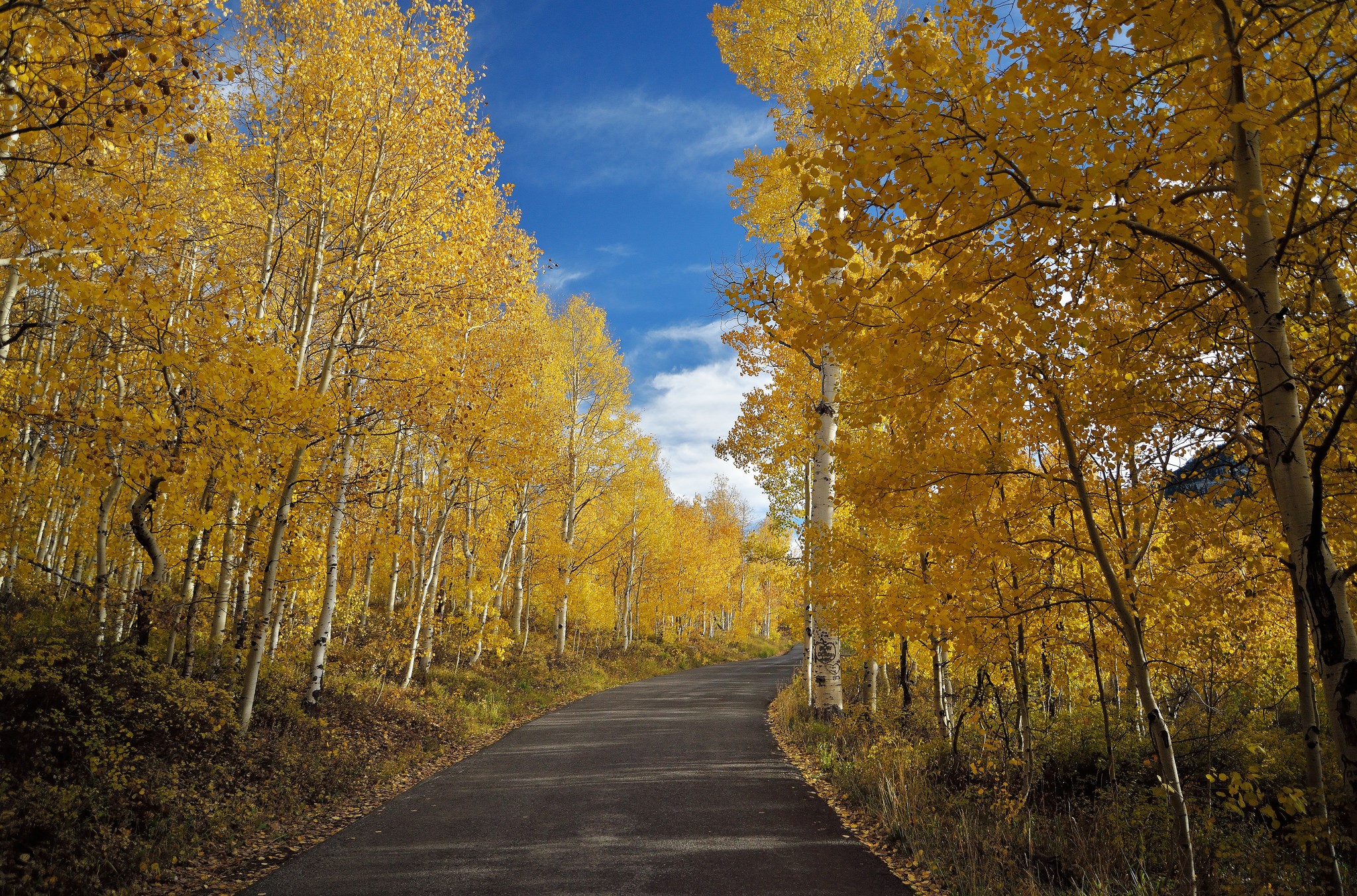 Road through an autumn forest with yellow trees HD Wallpaper