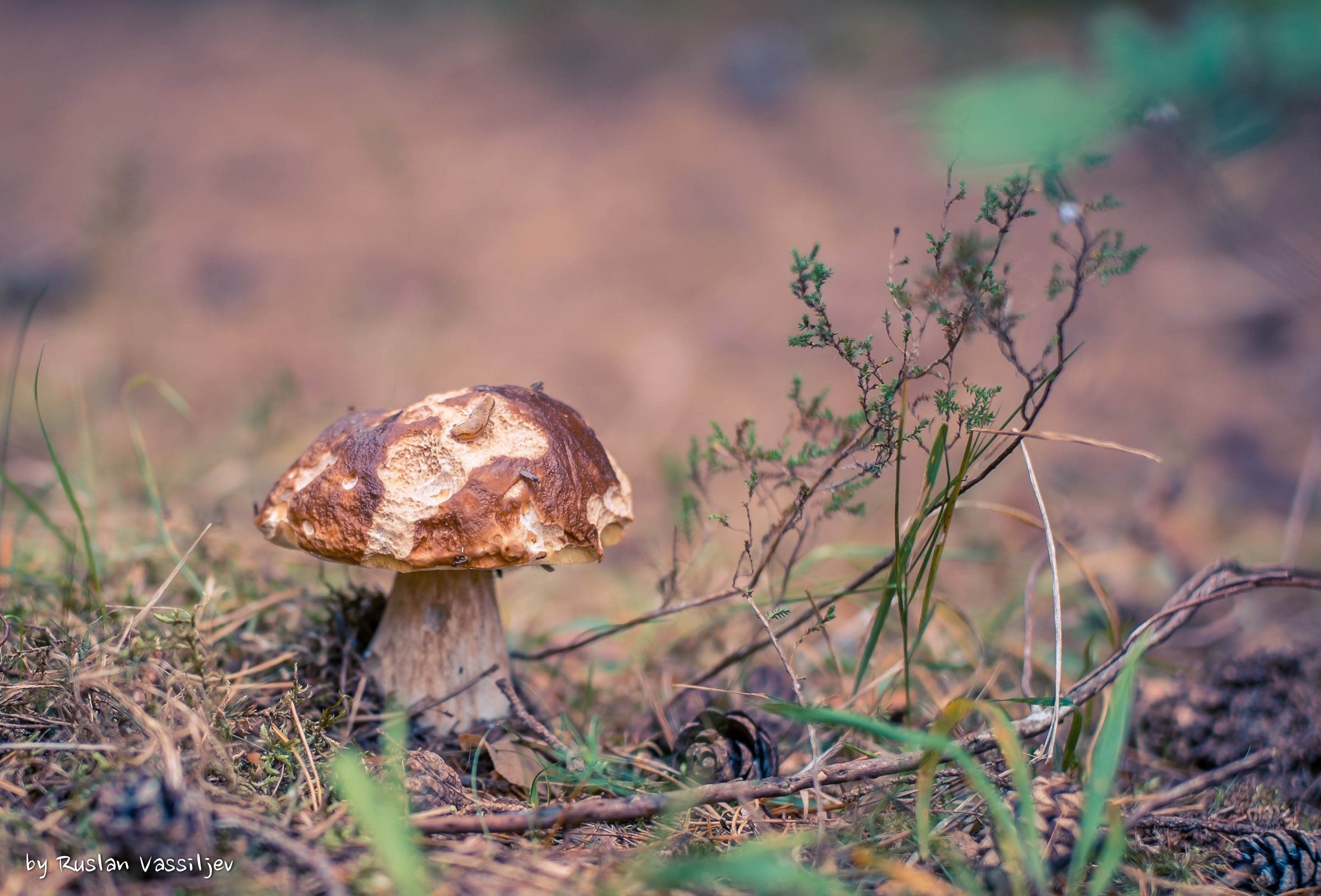Mushroom in the forest floor with pinecones HD Wallpaper