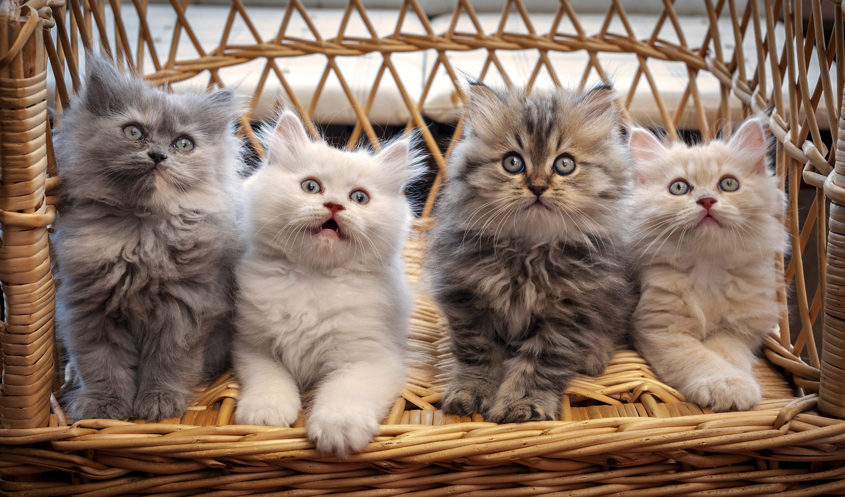Four fluffy kittens sitting on a wicker bench HD Wallpaper