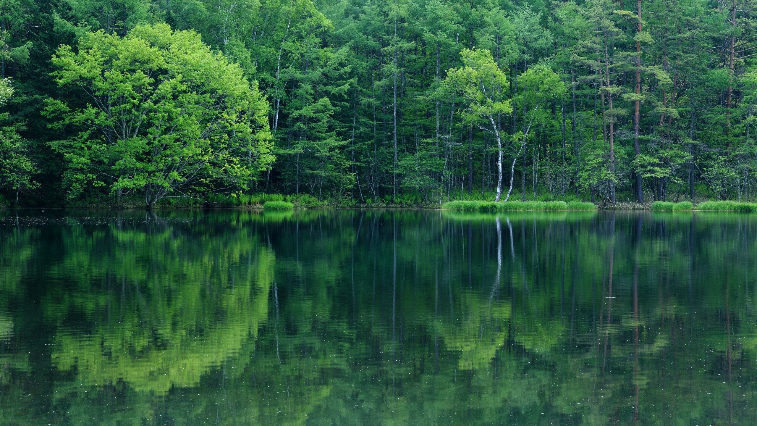 Lake and forest reflection HD Wallpaper