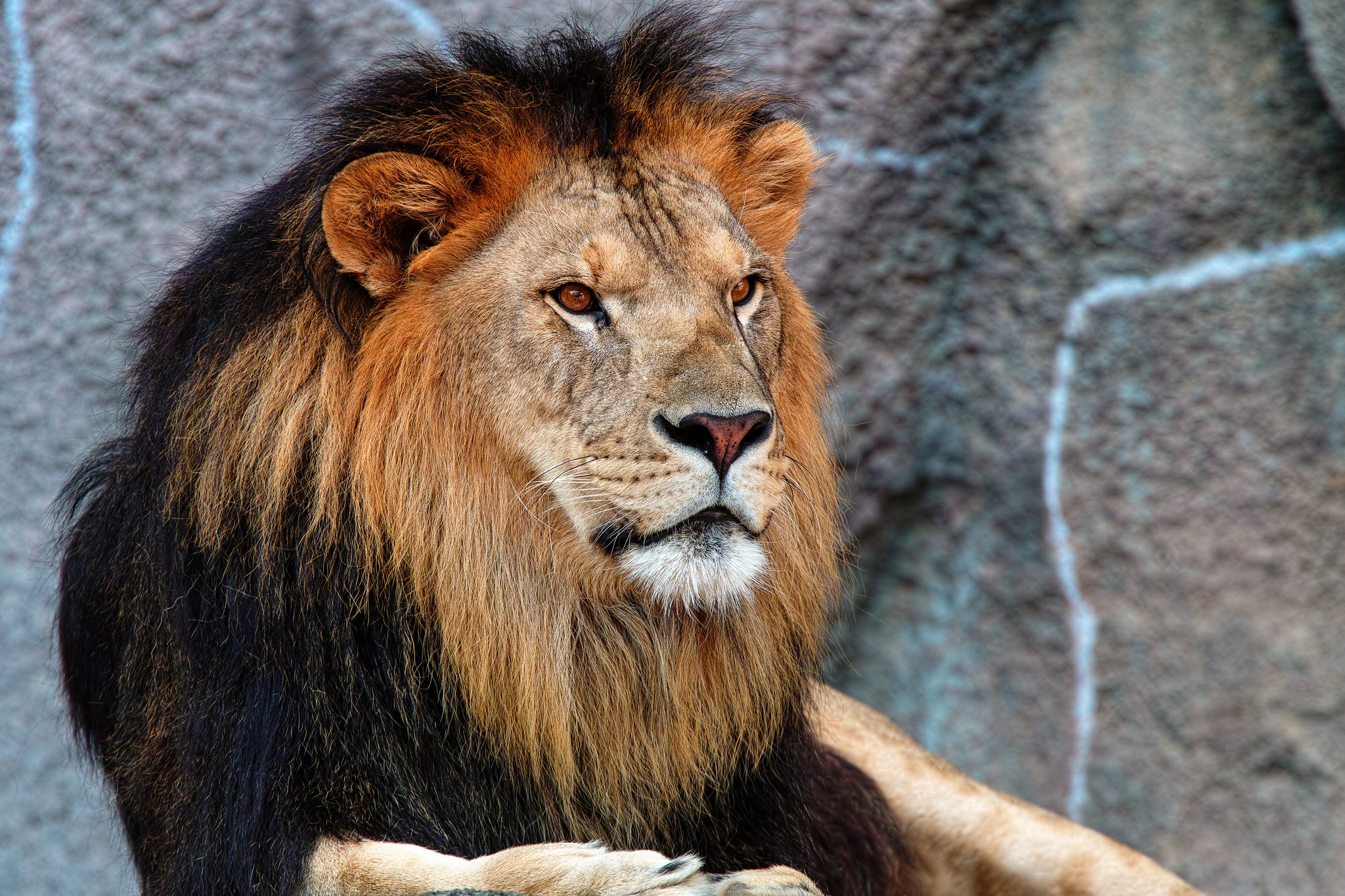 Lion with a dark mane resting near a rock wall HD Wallpaper