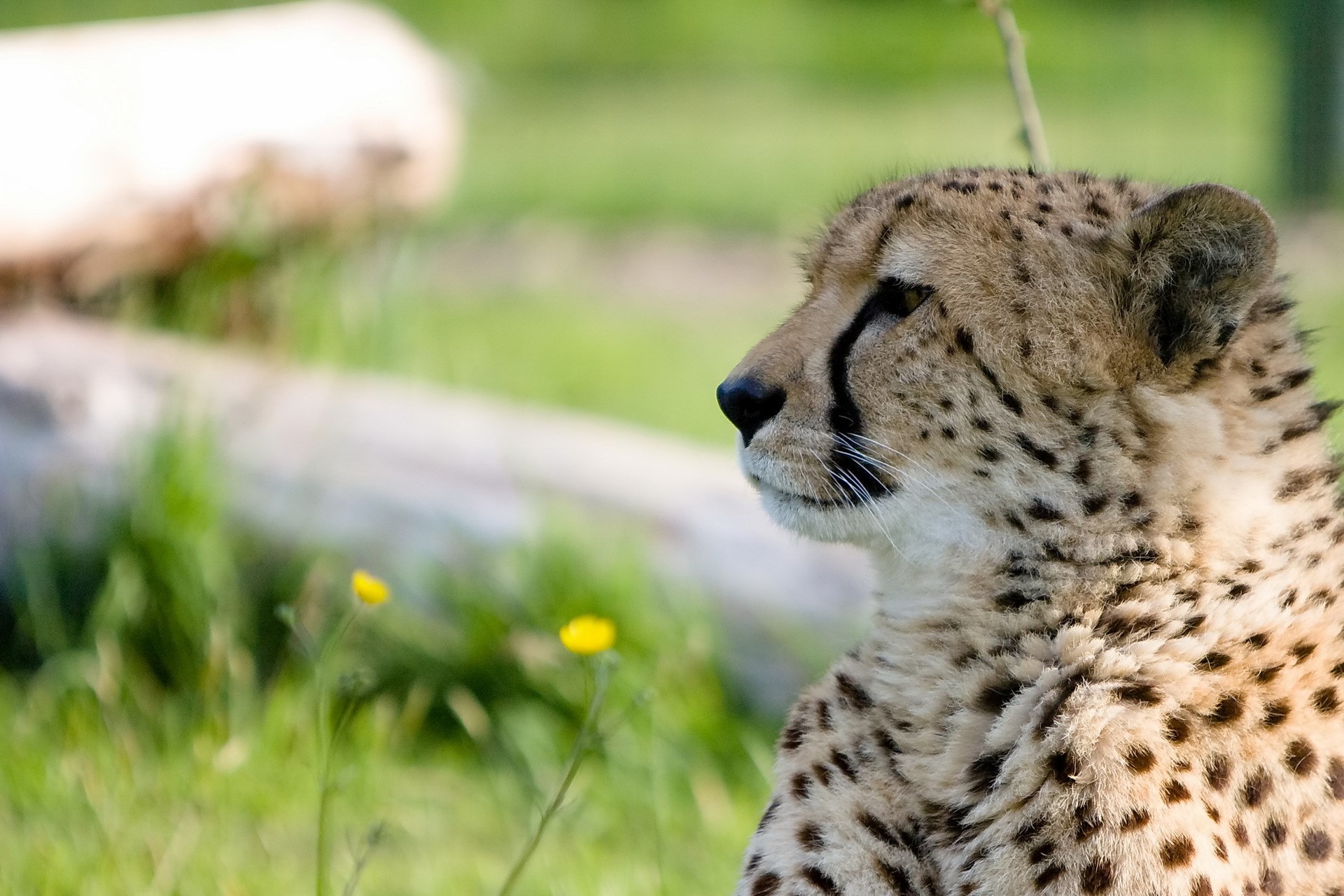 Cheetah in a grassy enclosure with logs HD Wallpaper