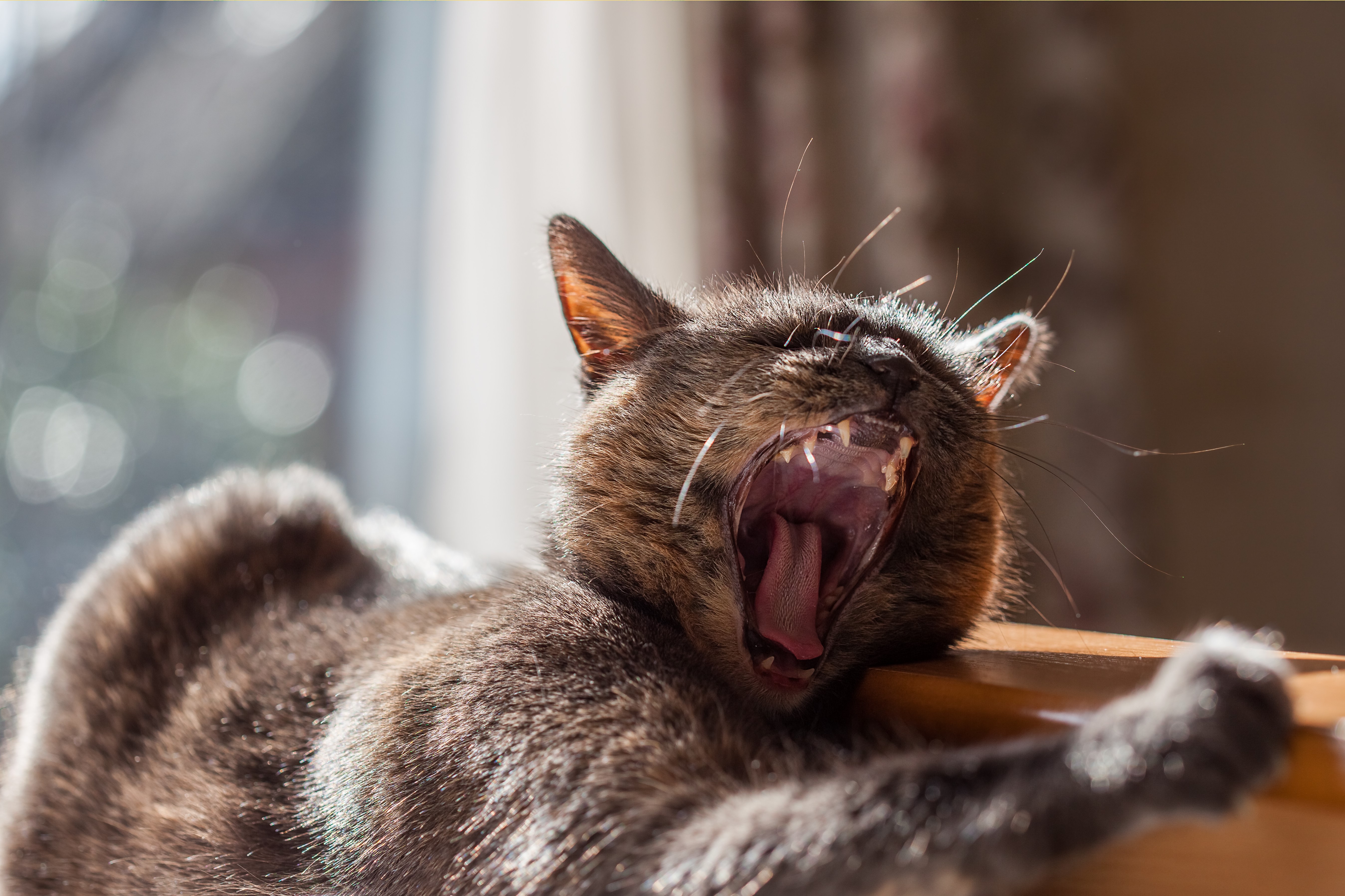 Cat yawning widely HD Wallpaper