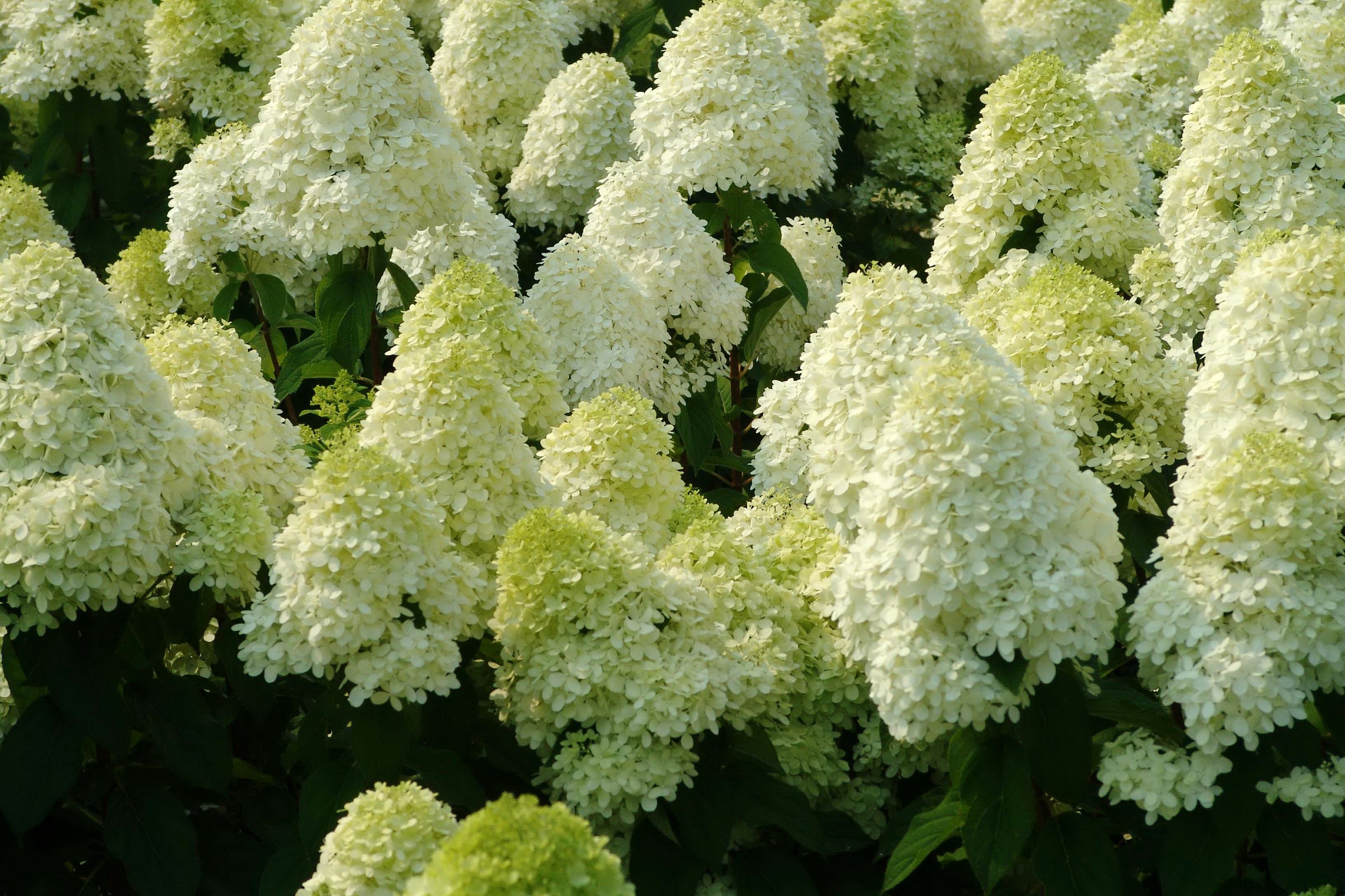 Many white hydrangeas in bloom HD Wallpaper