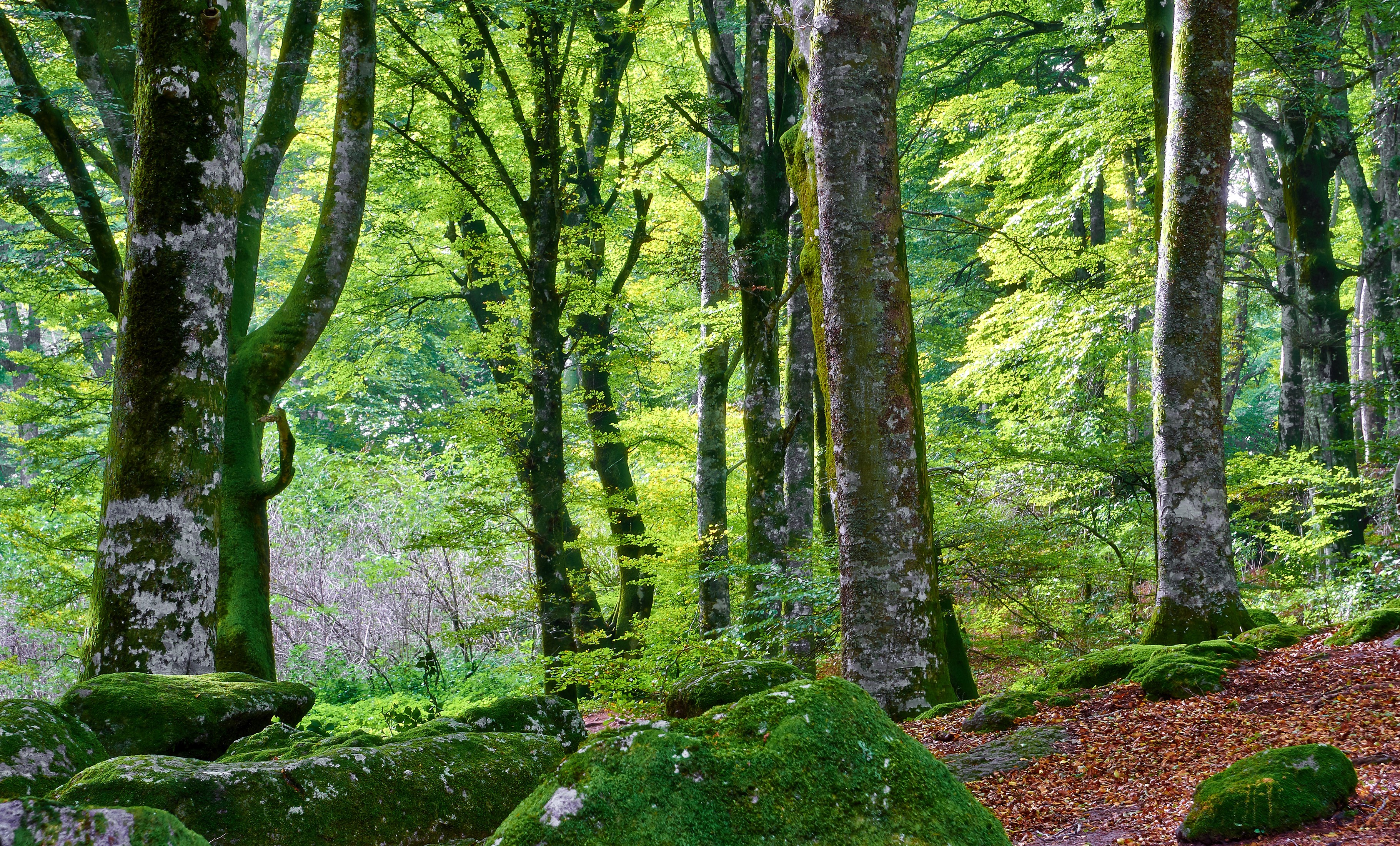Mossy rocks and trees in a forest HD Wallpaper