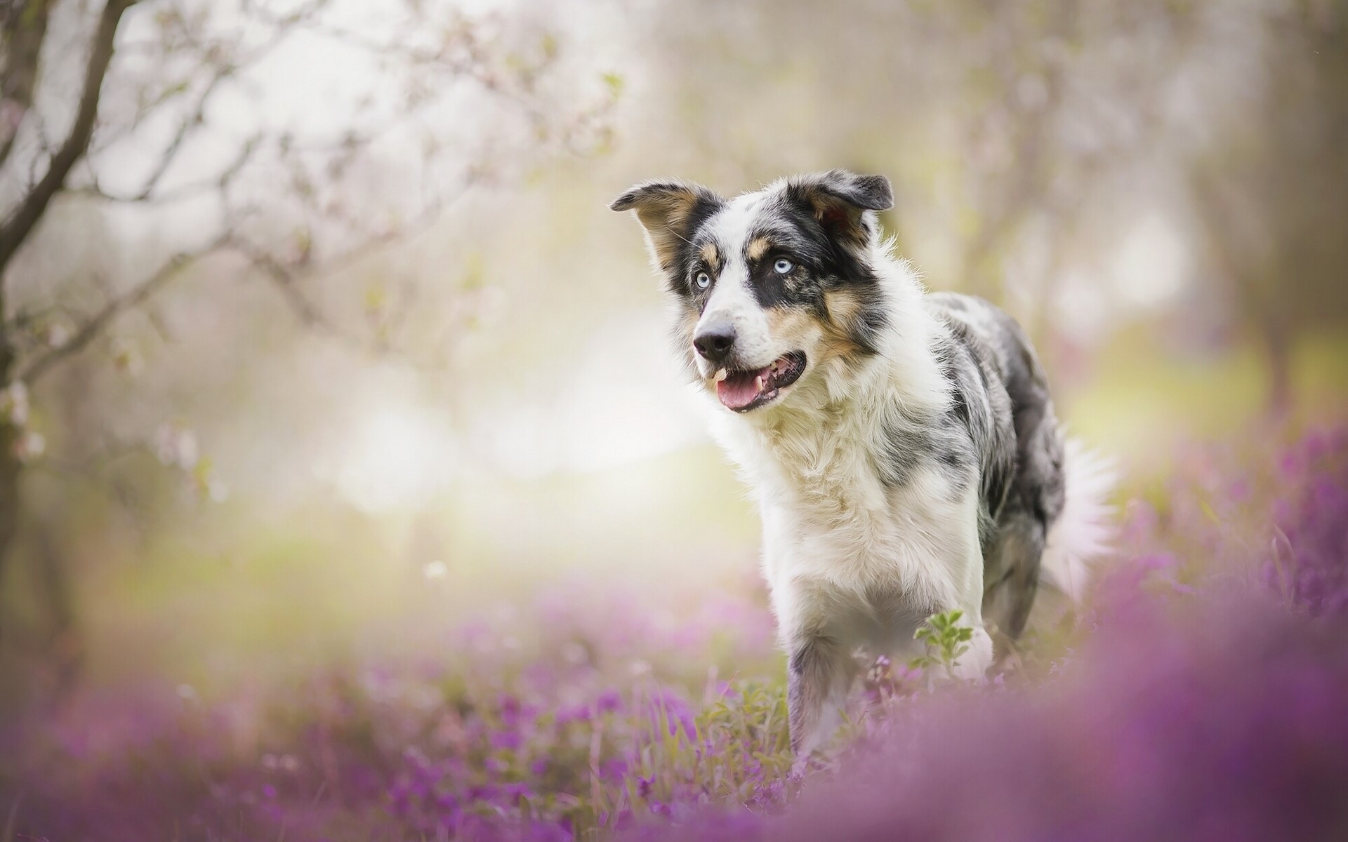 Border Collie dog in a field of purple flowers HD Wallpaper