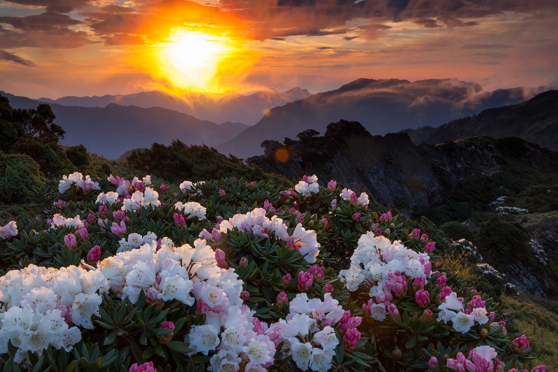 Mountain landscape with flowers at sunset HD Wallpaper