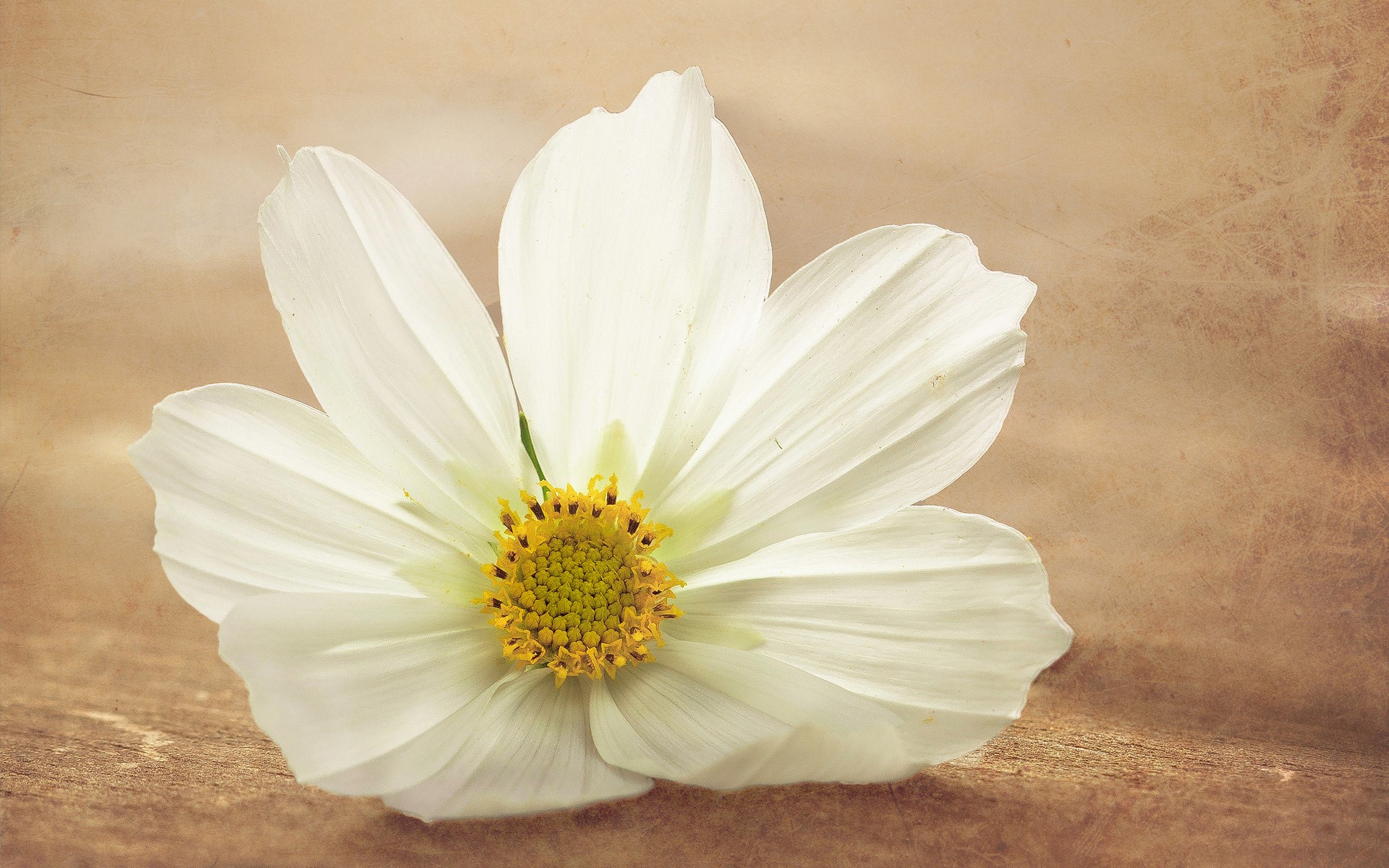 White Cosmos flower on textured background HD Wallpaper