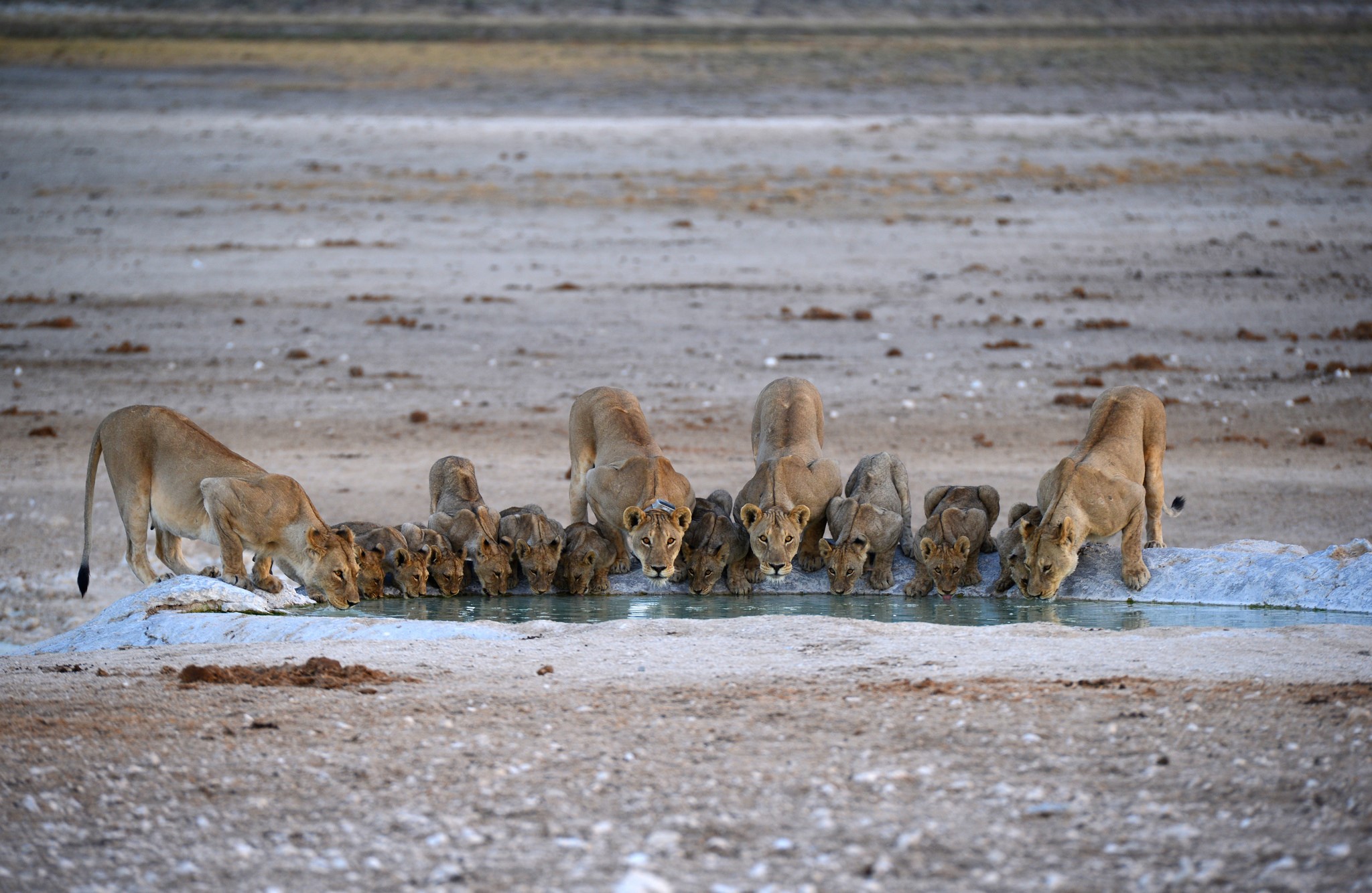 A pride of lions drinking water at a watering hole HD Wallpaper