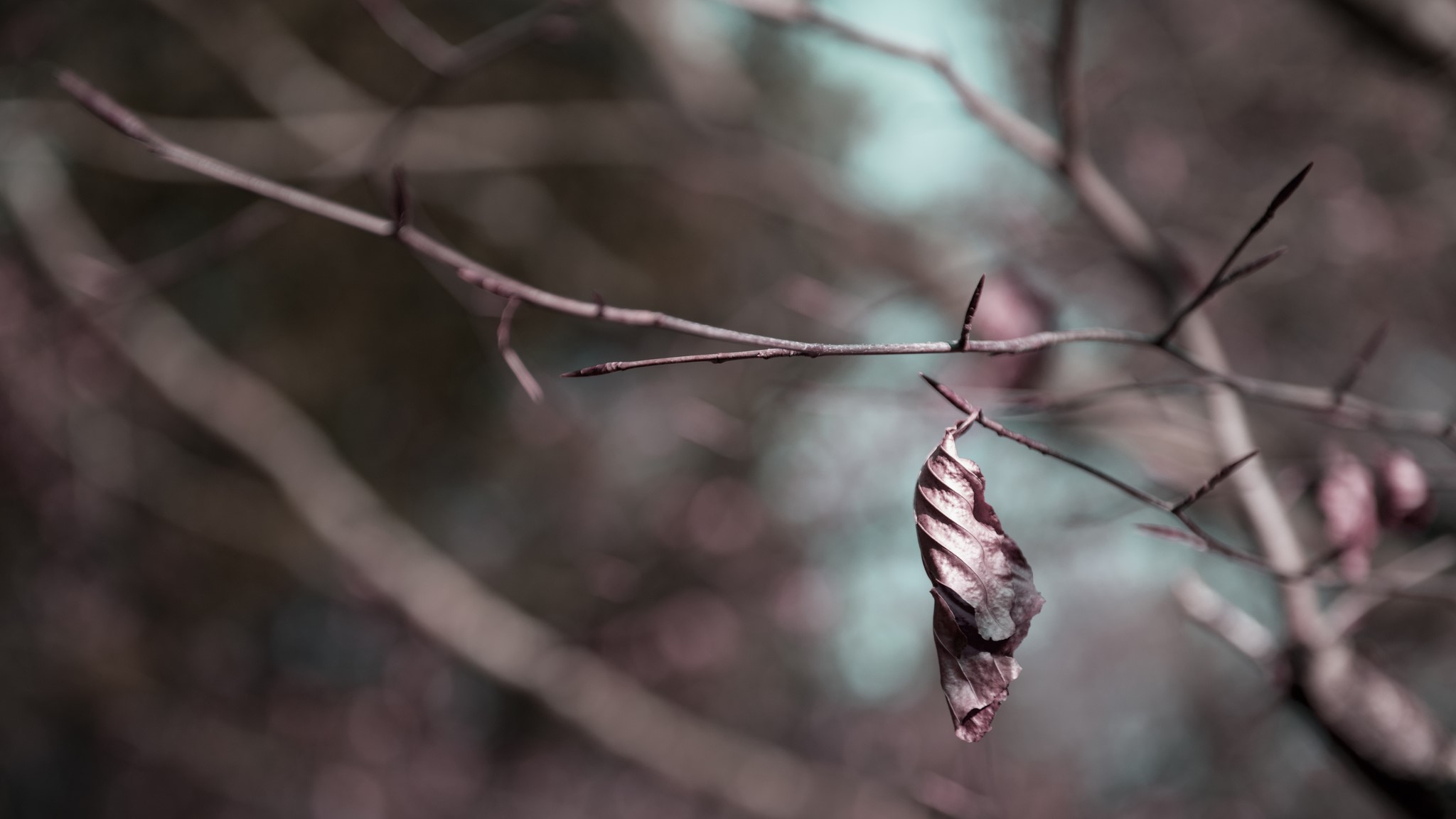 A single dried leaf hangs from a bare branch HD Wallpaper