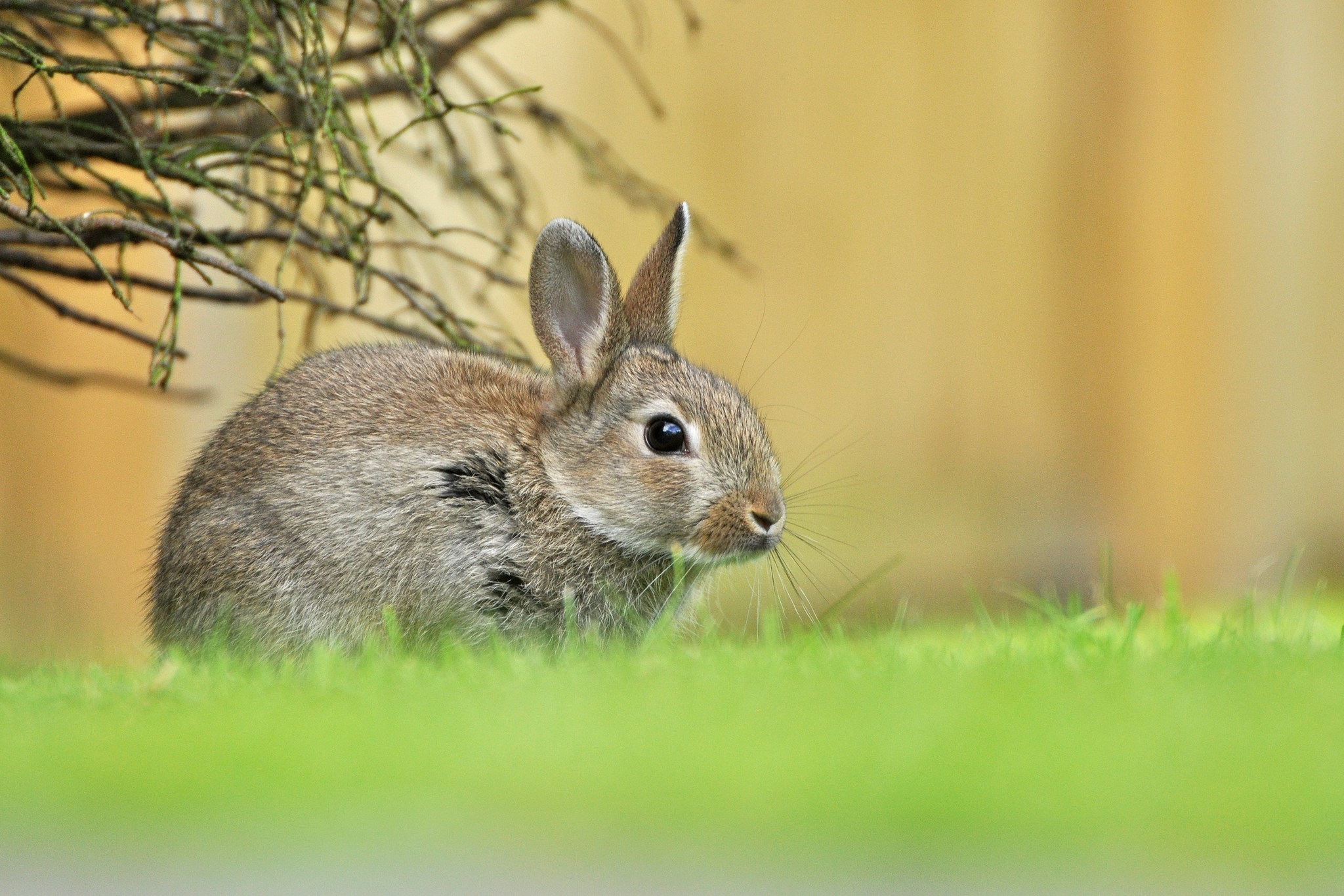 A rabbit sits in the grass near a bush HD Wallpaper