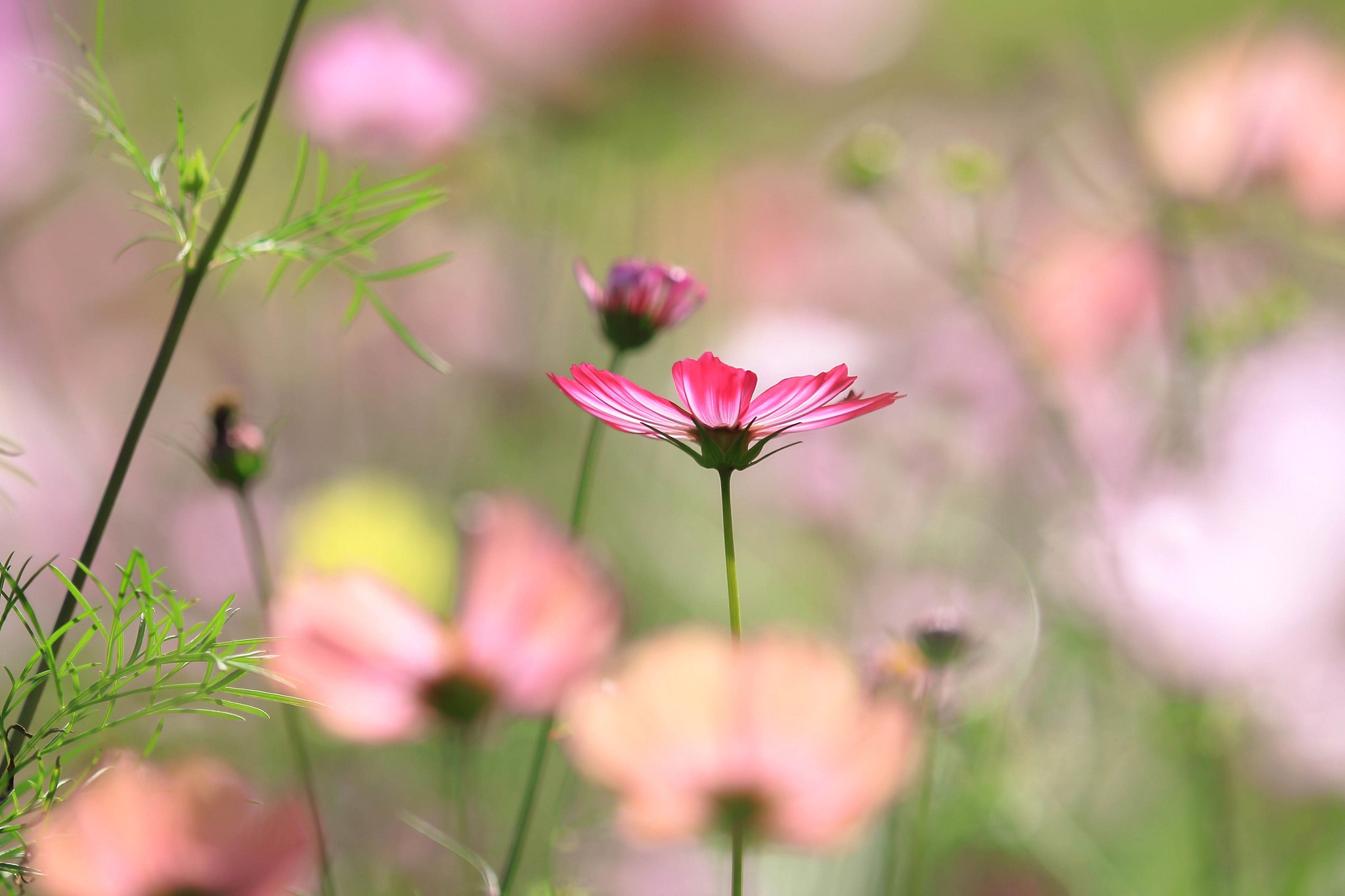 Pink Cosmos flowers in a field HD Wallpaper