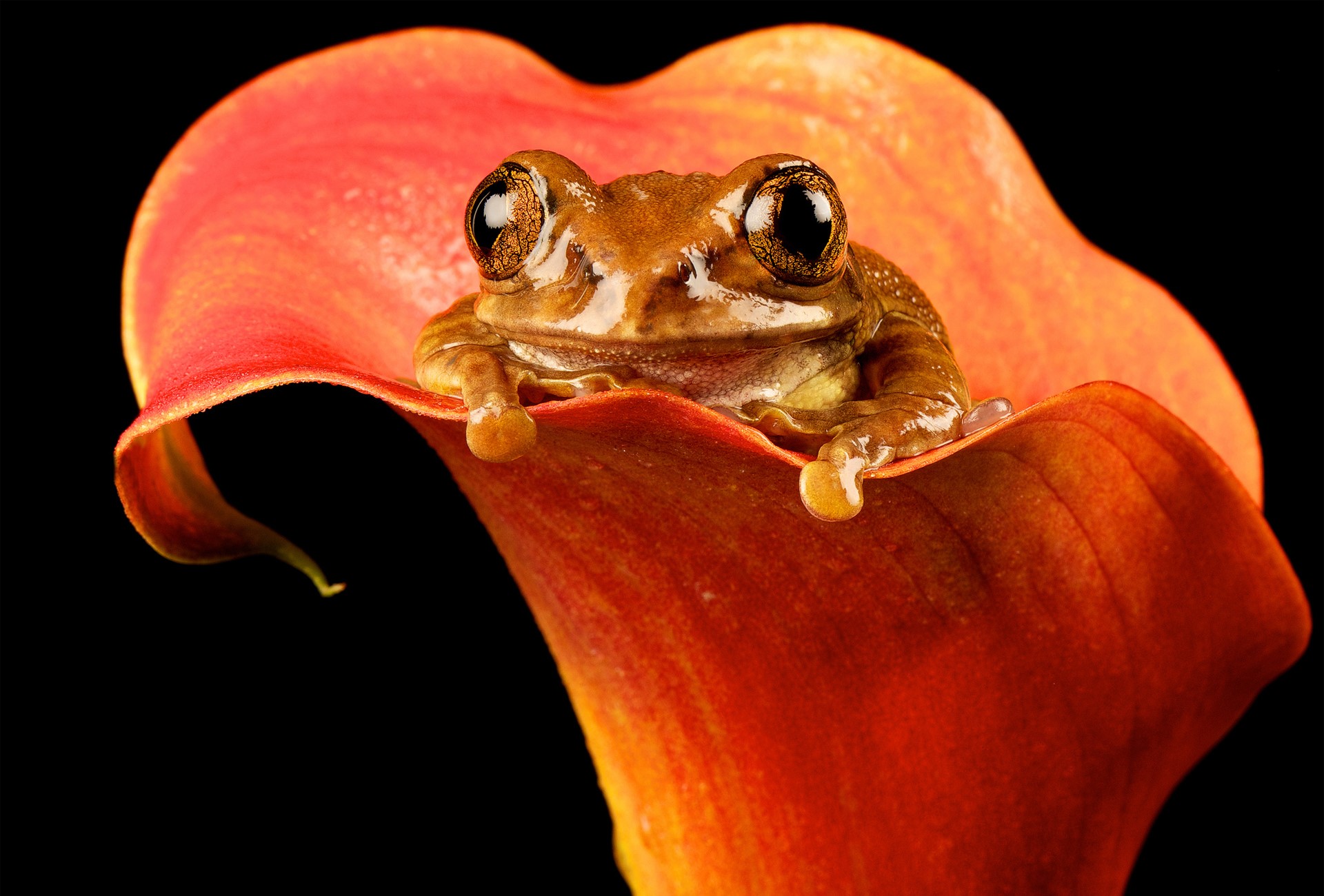 Brown frog sitting on a red Calla lily HD Wallpaper