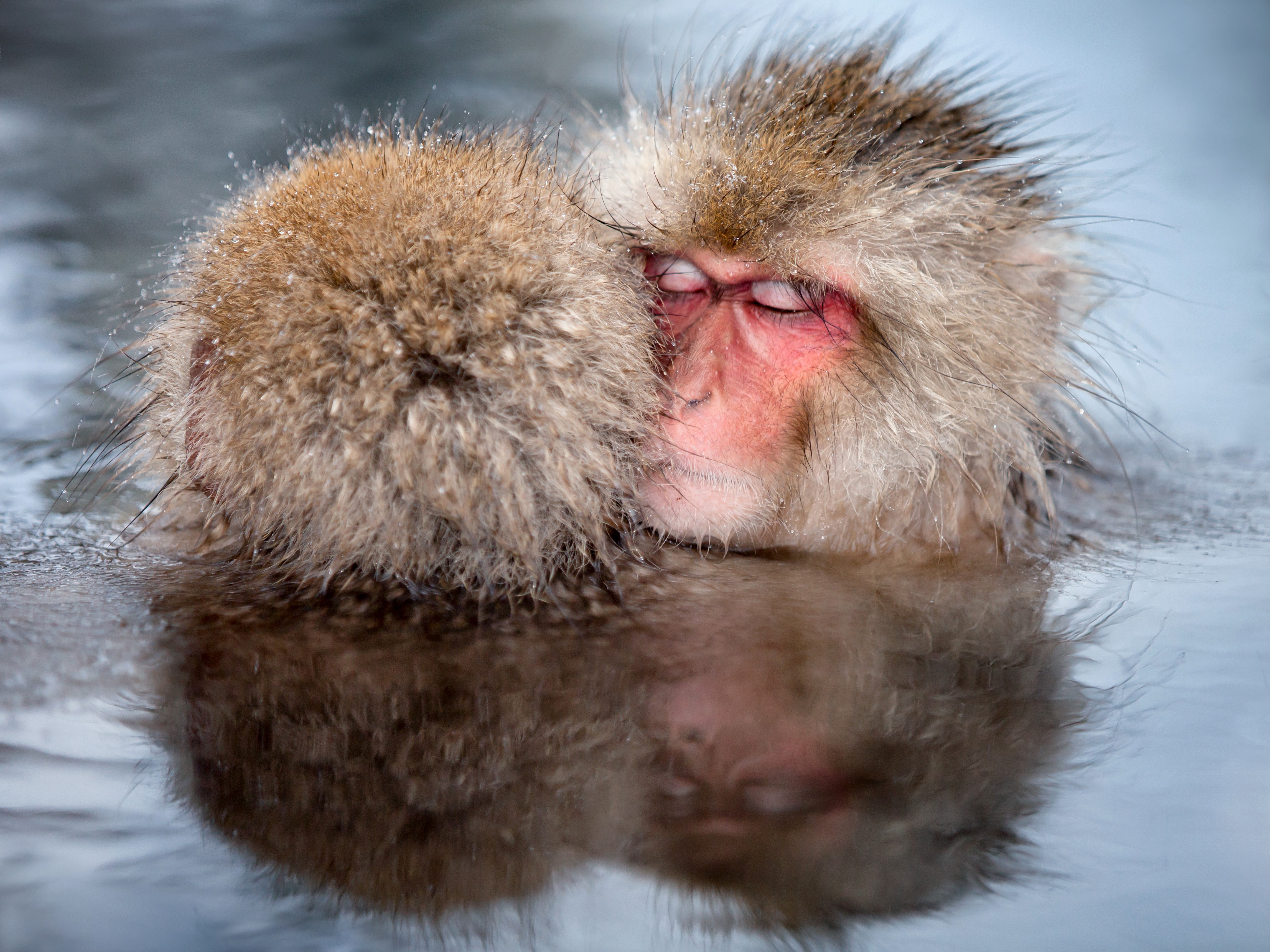 Two monkeys sleeping in water HD Wallpaper