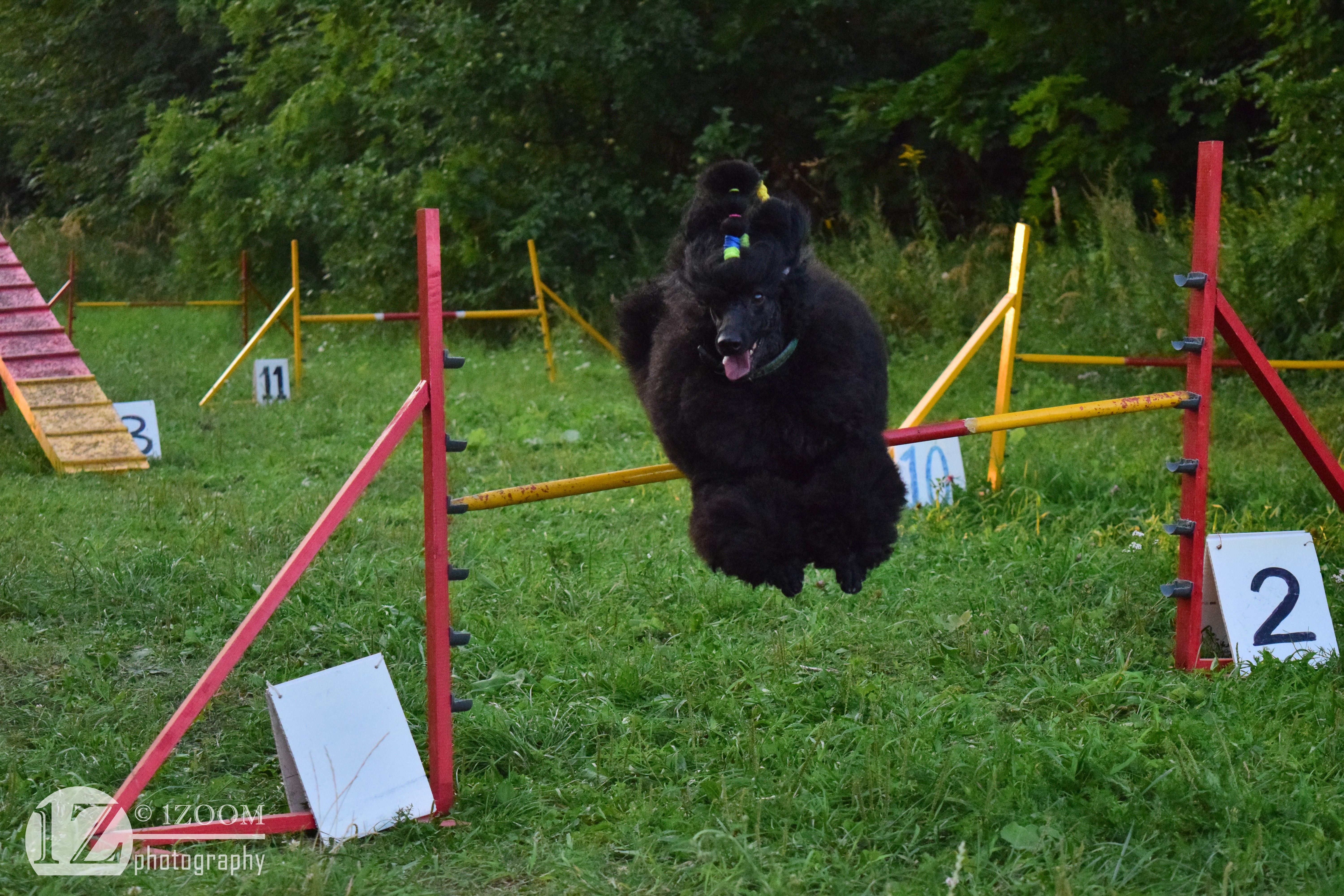 Black Poodle jumping over a hurdle at an agility course HD Wallpaper