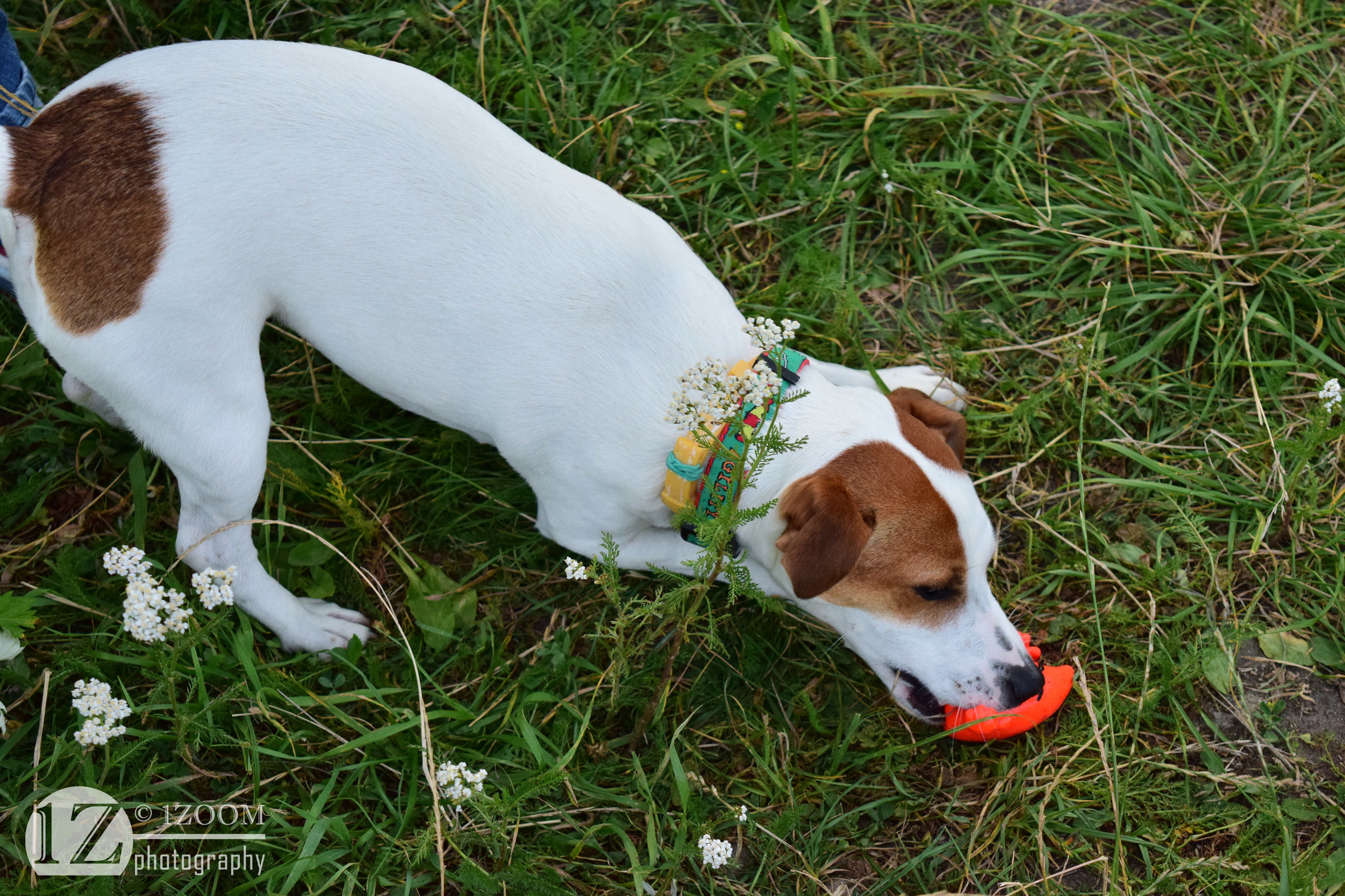 Jack Russell terrier with a toy in grass HD Wallpaper