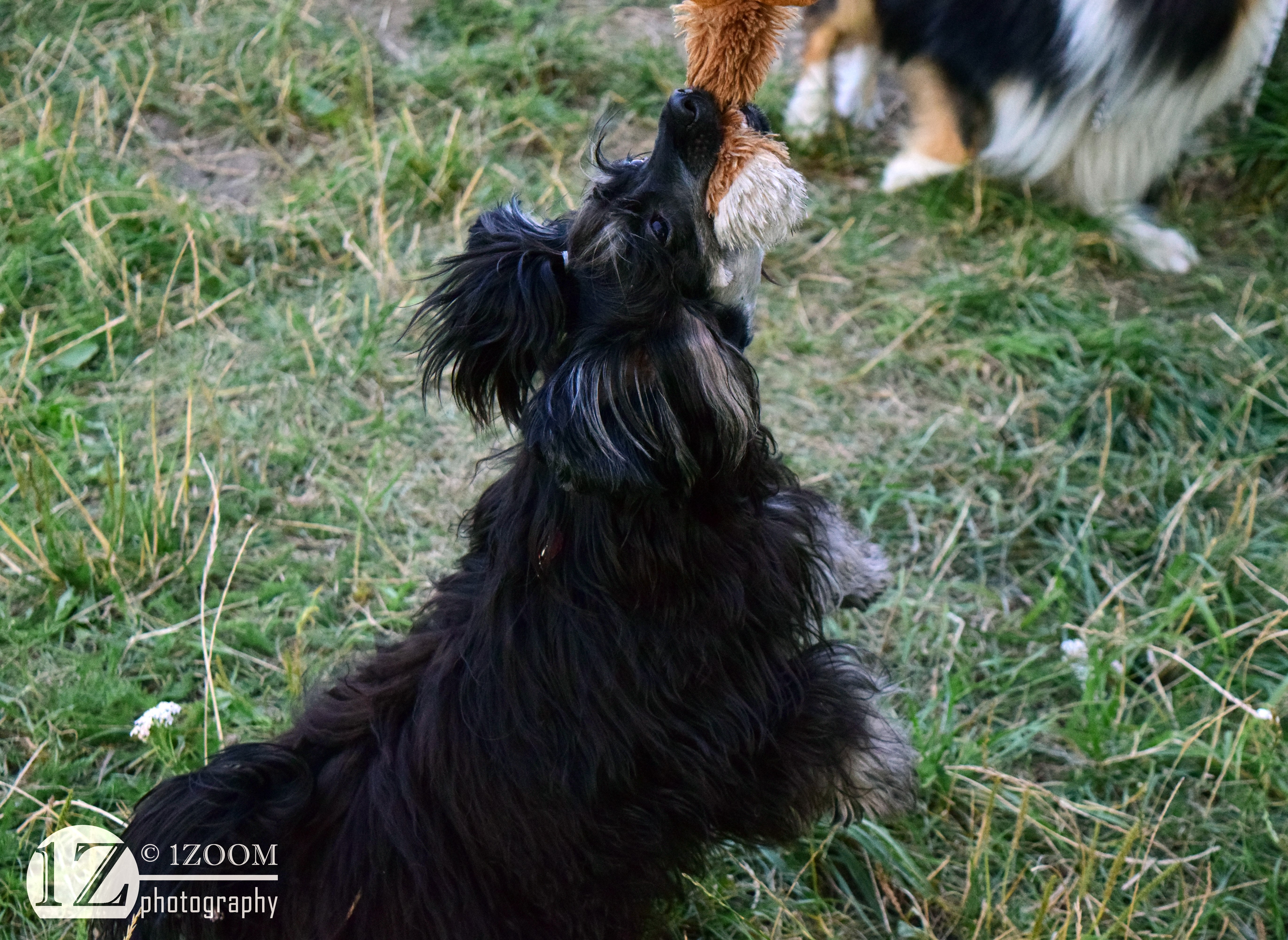 Black dog playing with a toy in grass HD Wallpaper