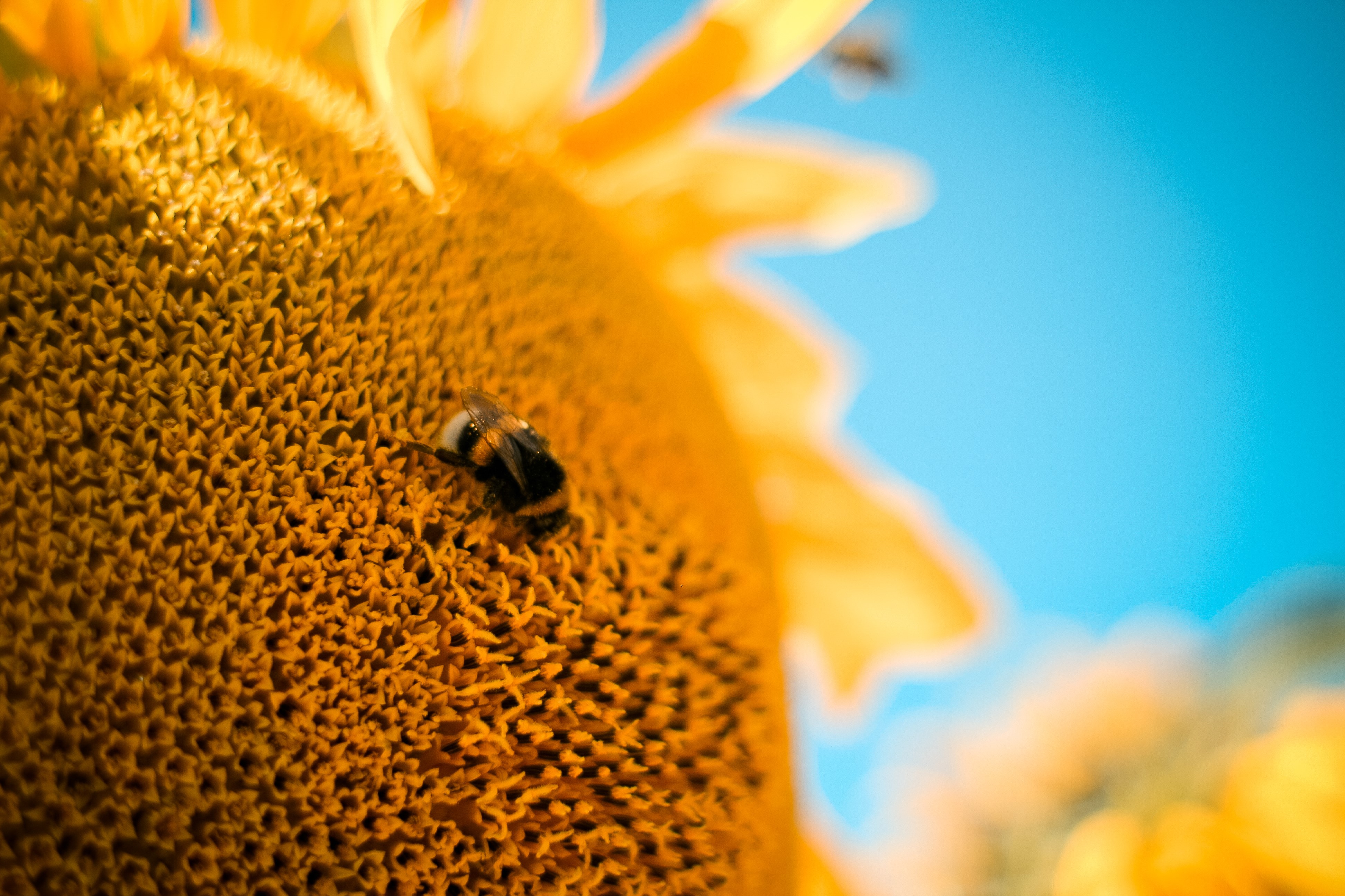 Bumblebee on a Sunflower HD Wallpaper