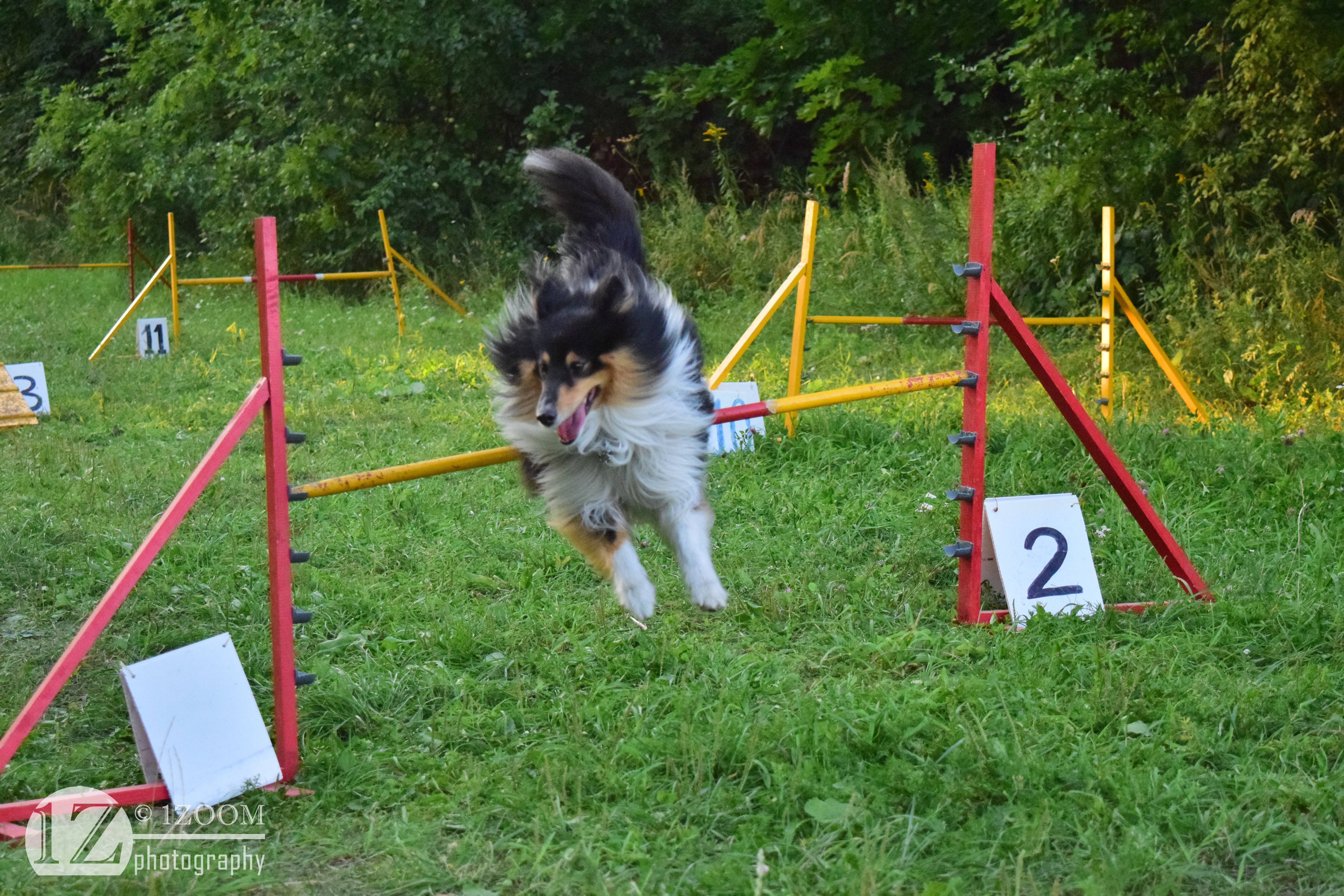 Shetland Sheepdog jumping over agility obstacle HD Wallpaper
