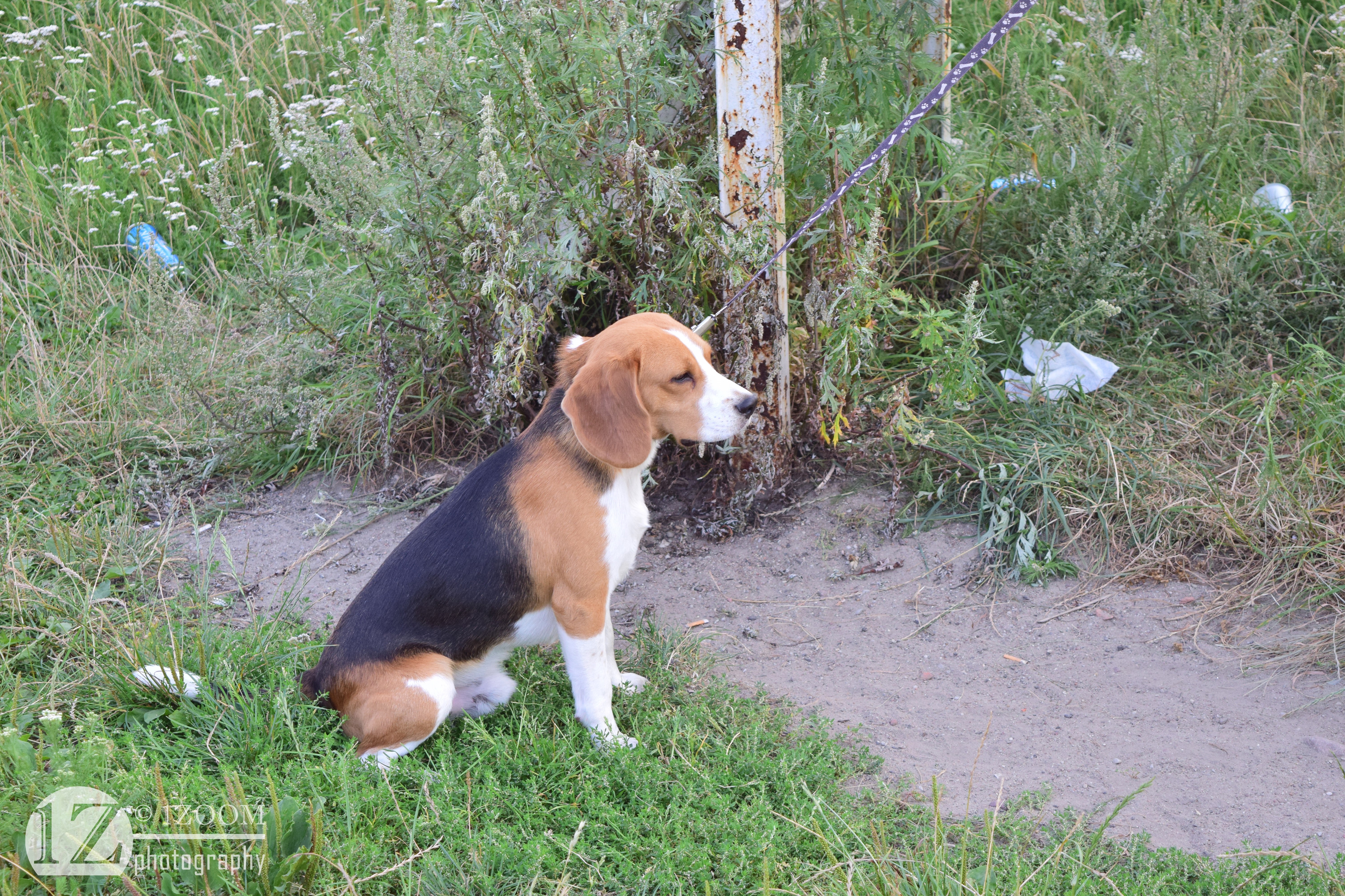 Beagle dog on a leash in grass HD Wallpaper