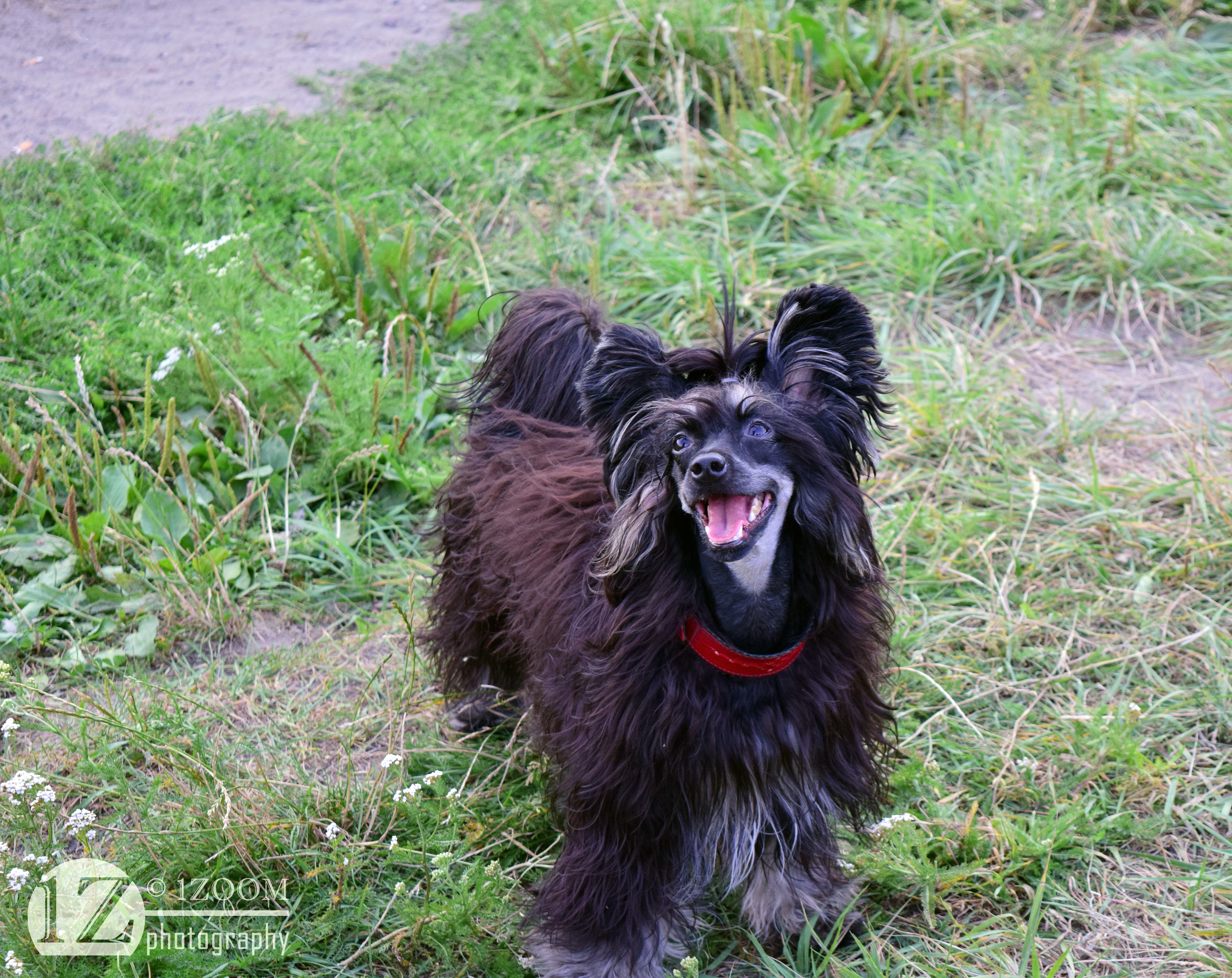 Chinese Crested dog with red collar on grass HD Wallpaper