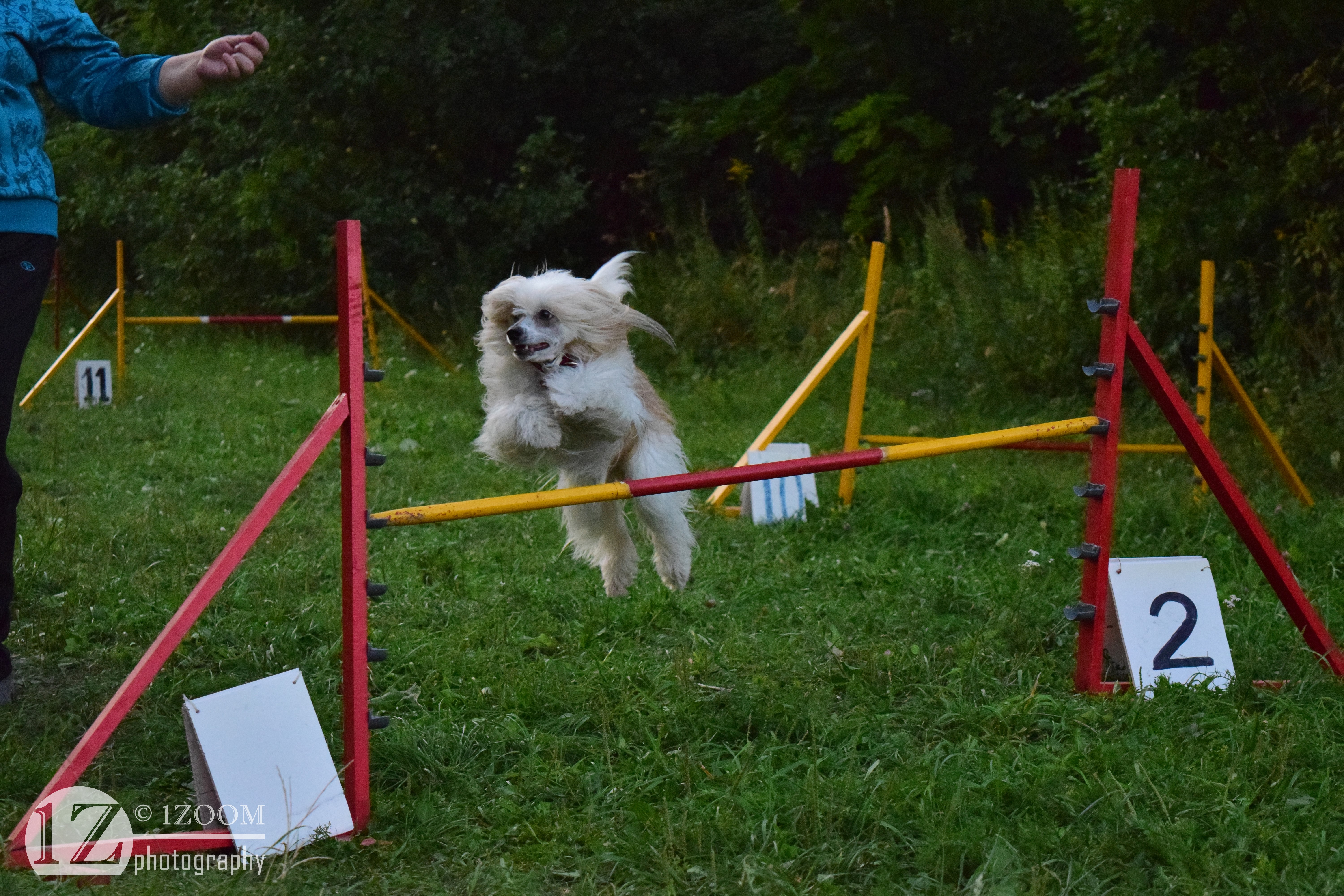 Chinese Crested dog jumping over obstacle HD Wallpaper