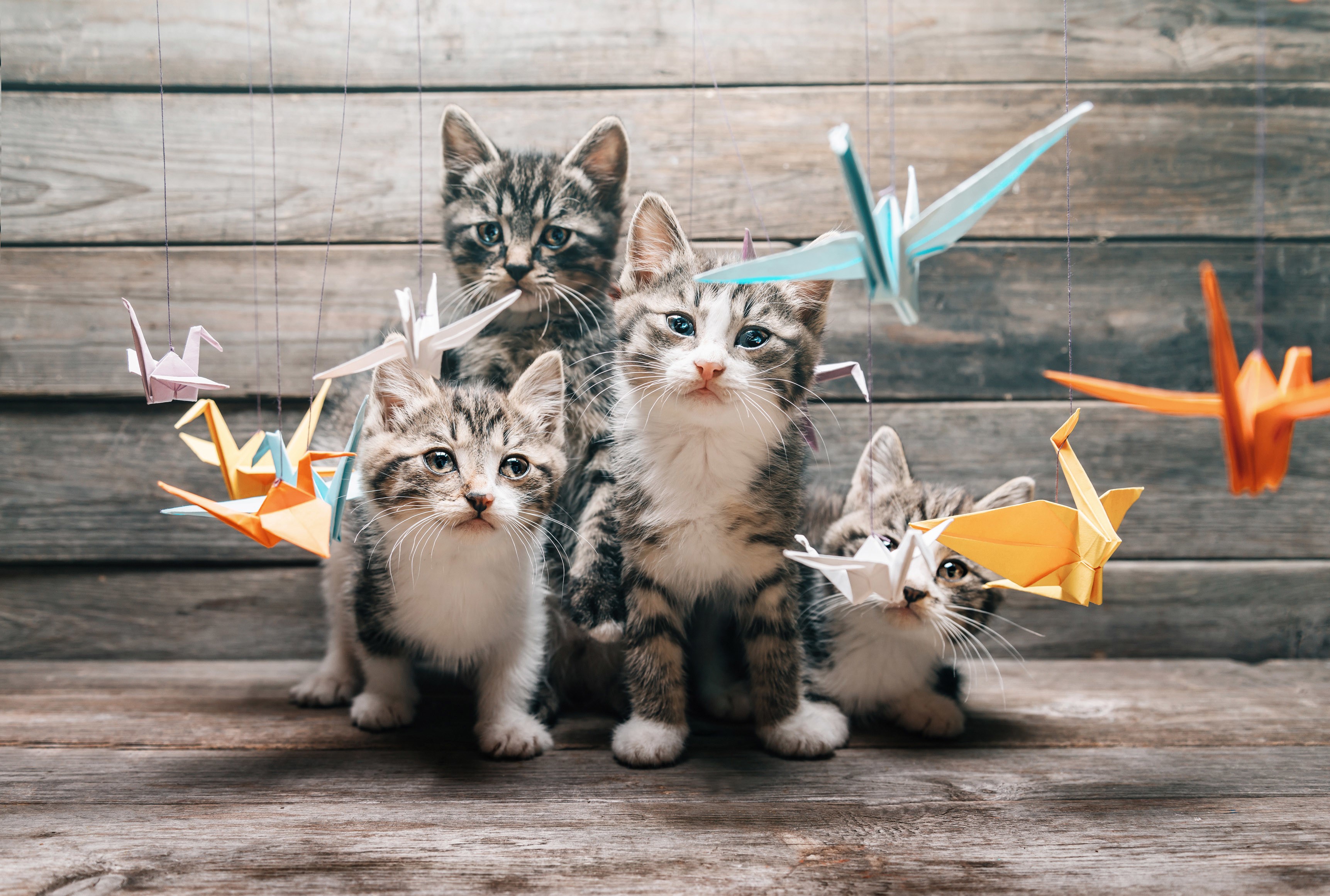 Four tabby kittens with origami cranes HD Wallpaper