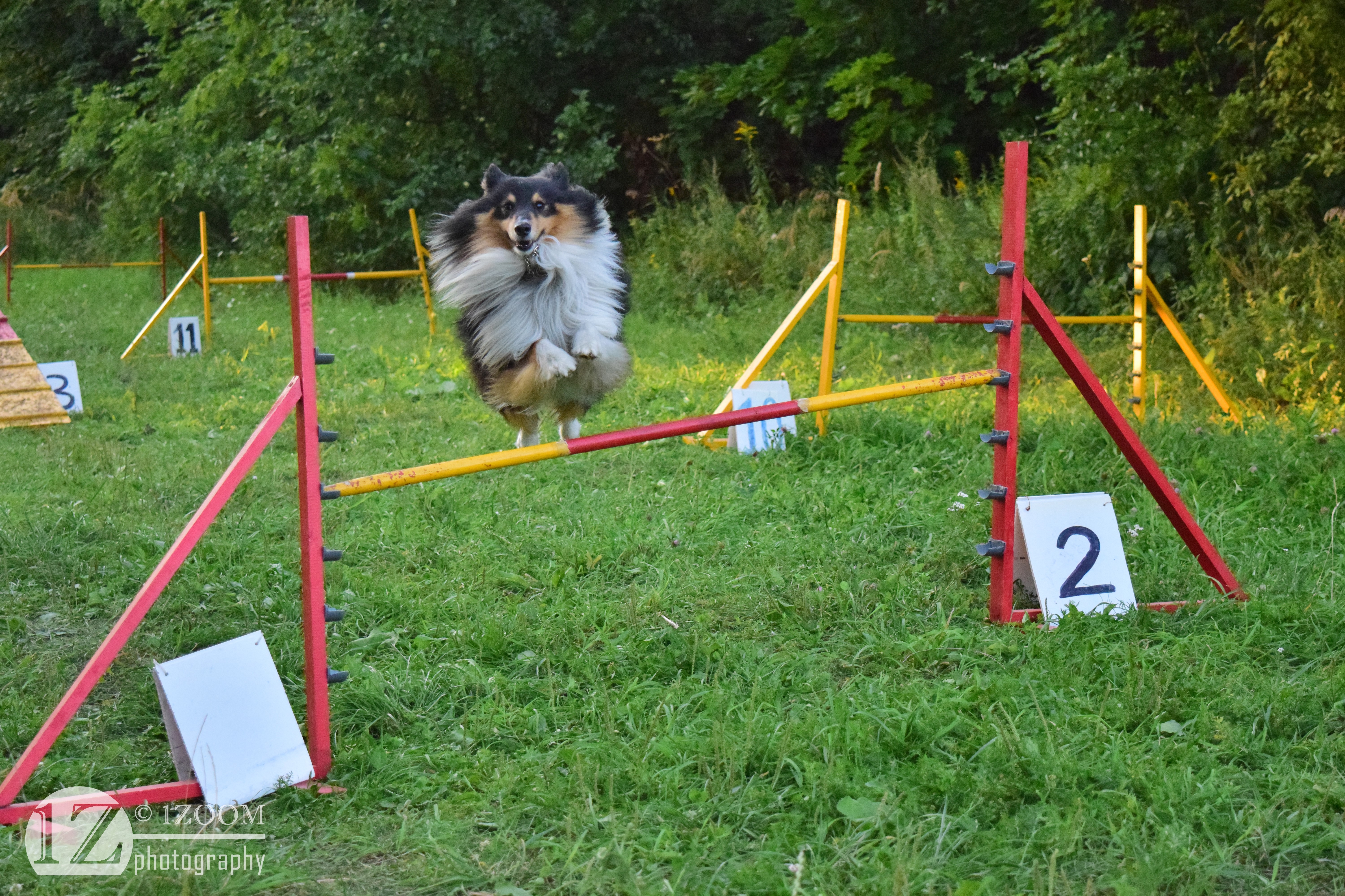Shetland Sheepdog jumping over a hurdle at agility course HD Wallpaper
