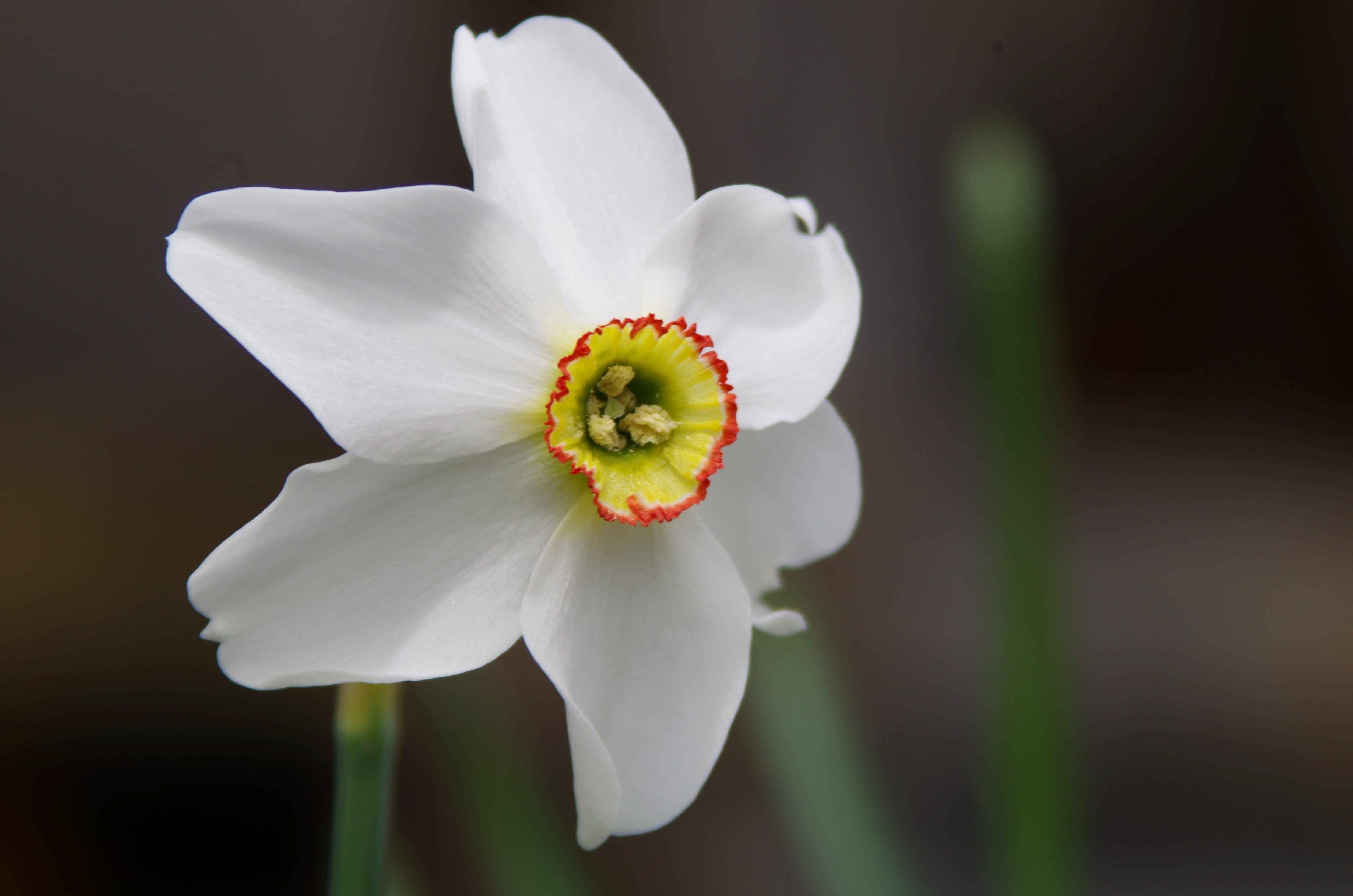 4K White Daffodil Closeup HD Wallpaper