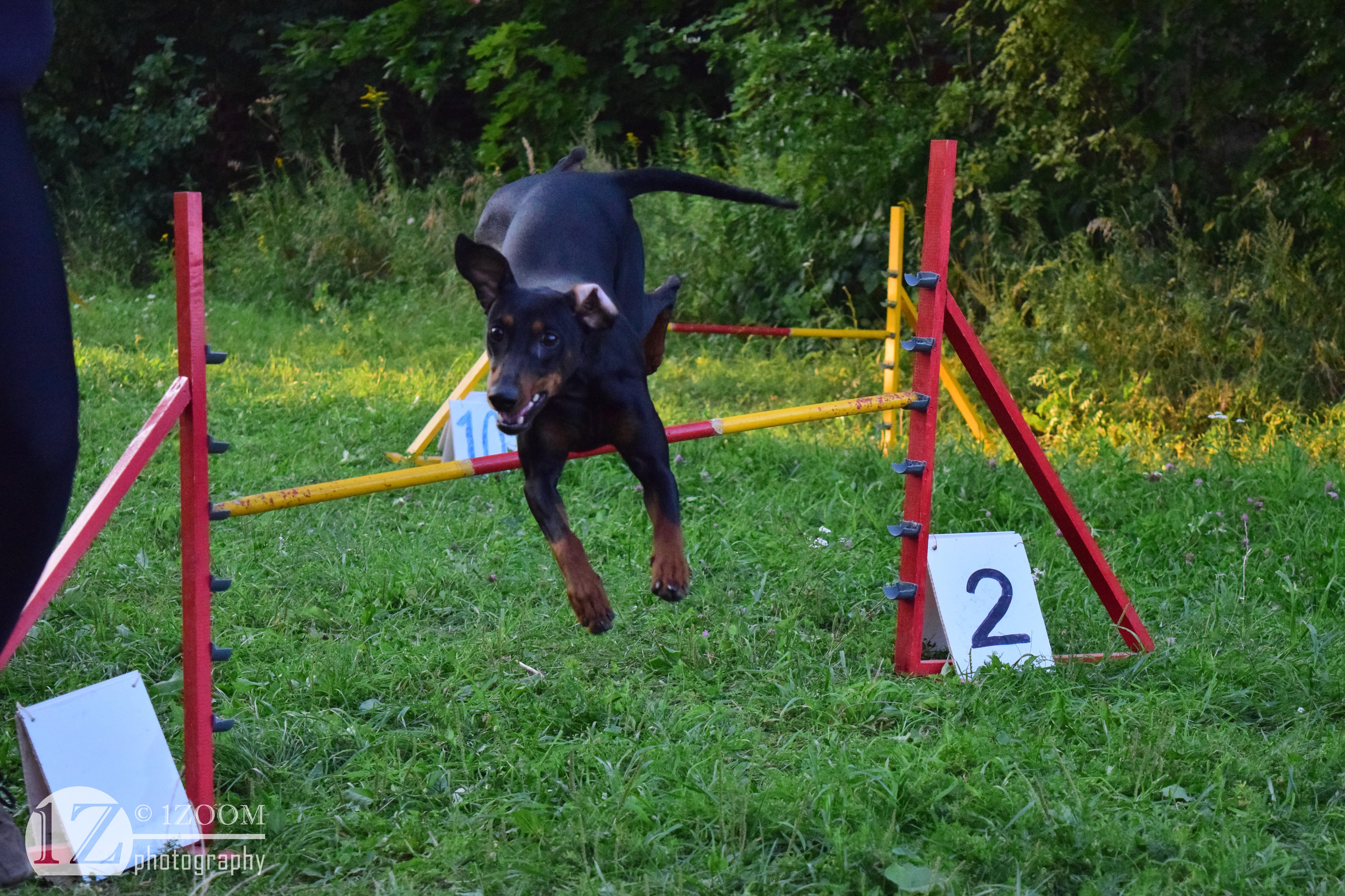 German Pinscher jumping over agility obstacle HD Wallpaper