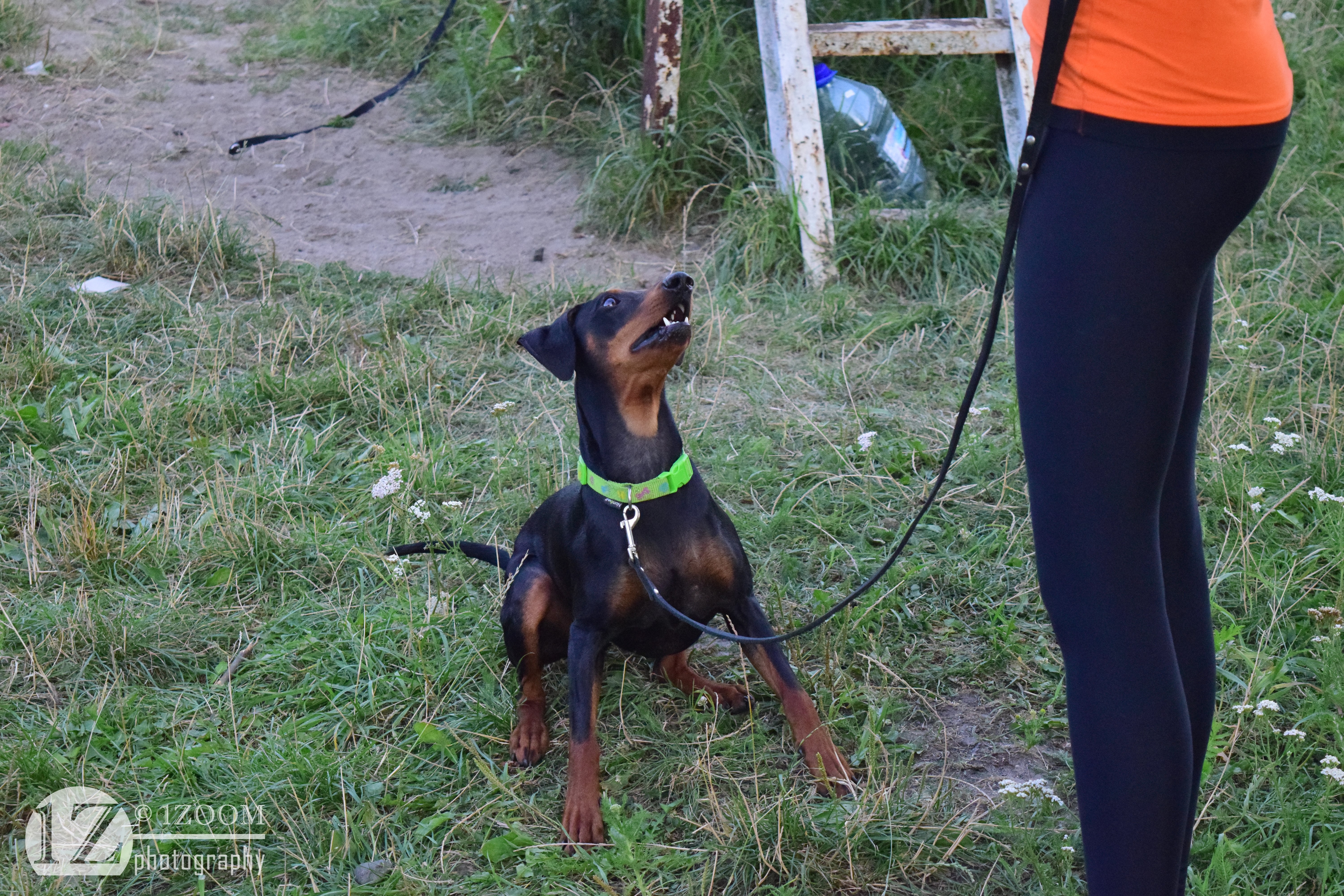 German Pinscher on a leash with a person HD Wallpaper