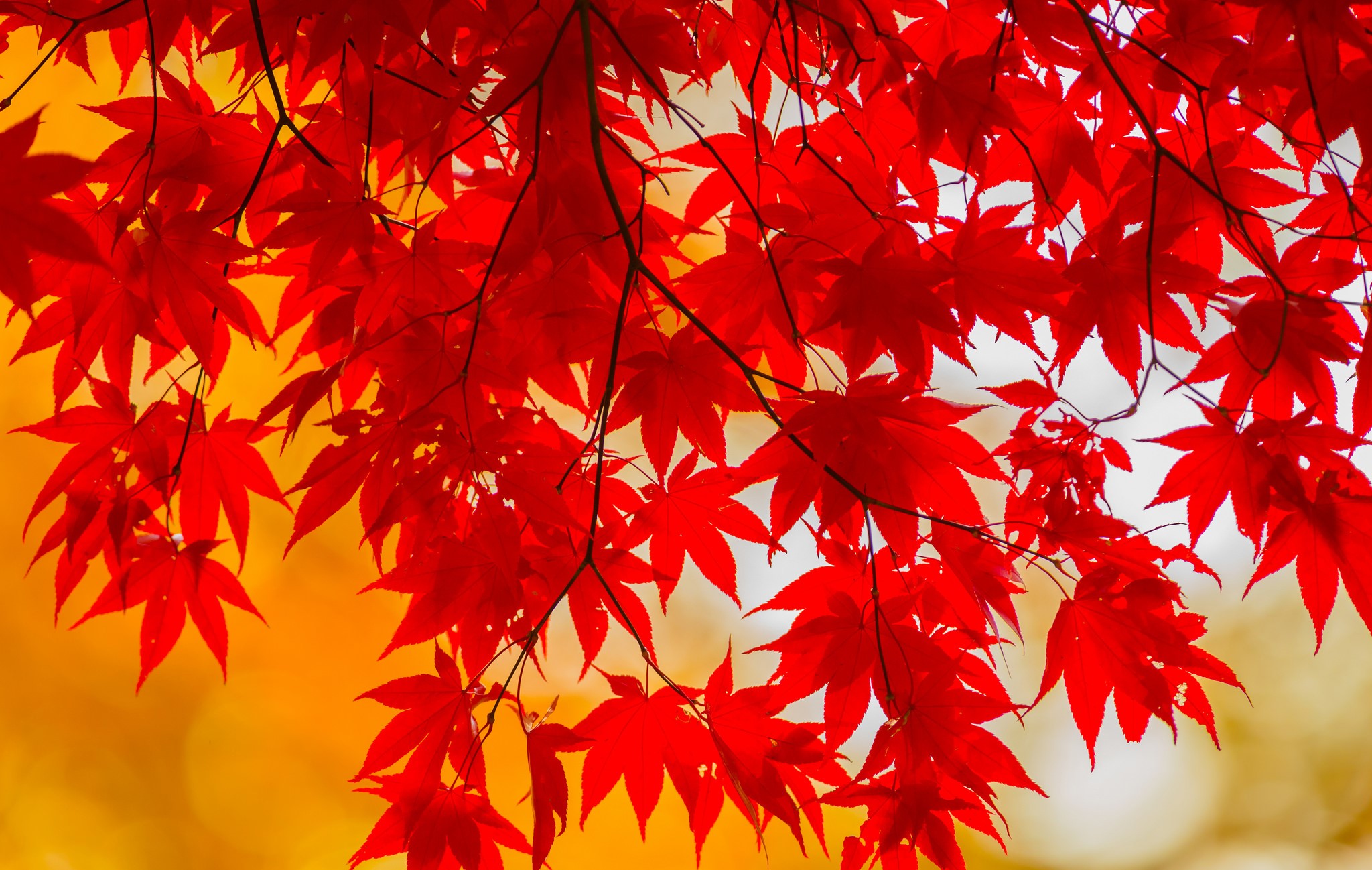 Red Maple Leaves in Autumn Sunlight HD Wallpaper