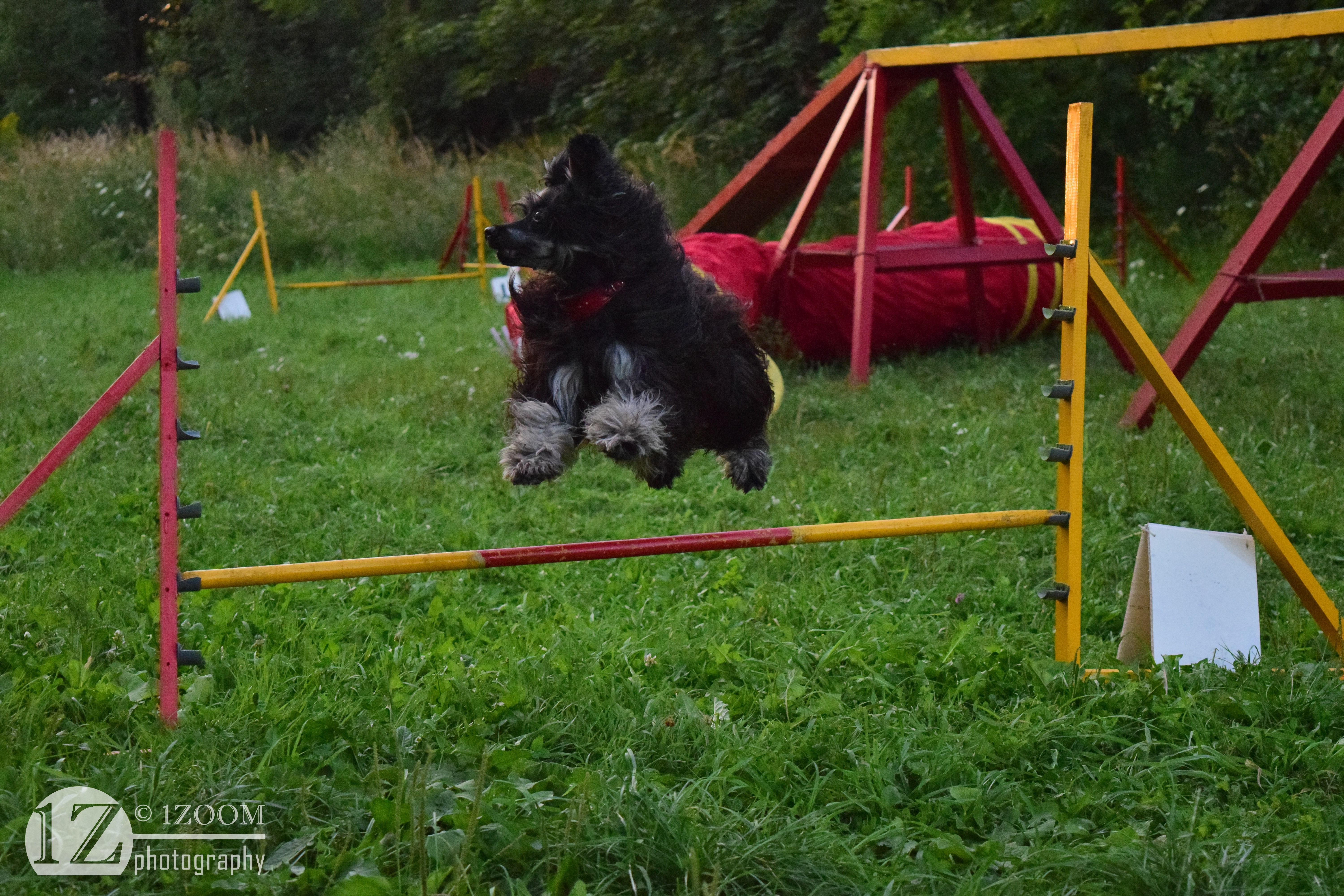 Chinese Crested dog jumping over a hurdle HD Wallpaper