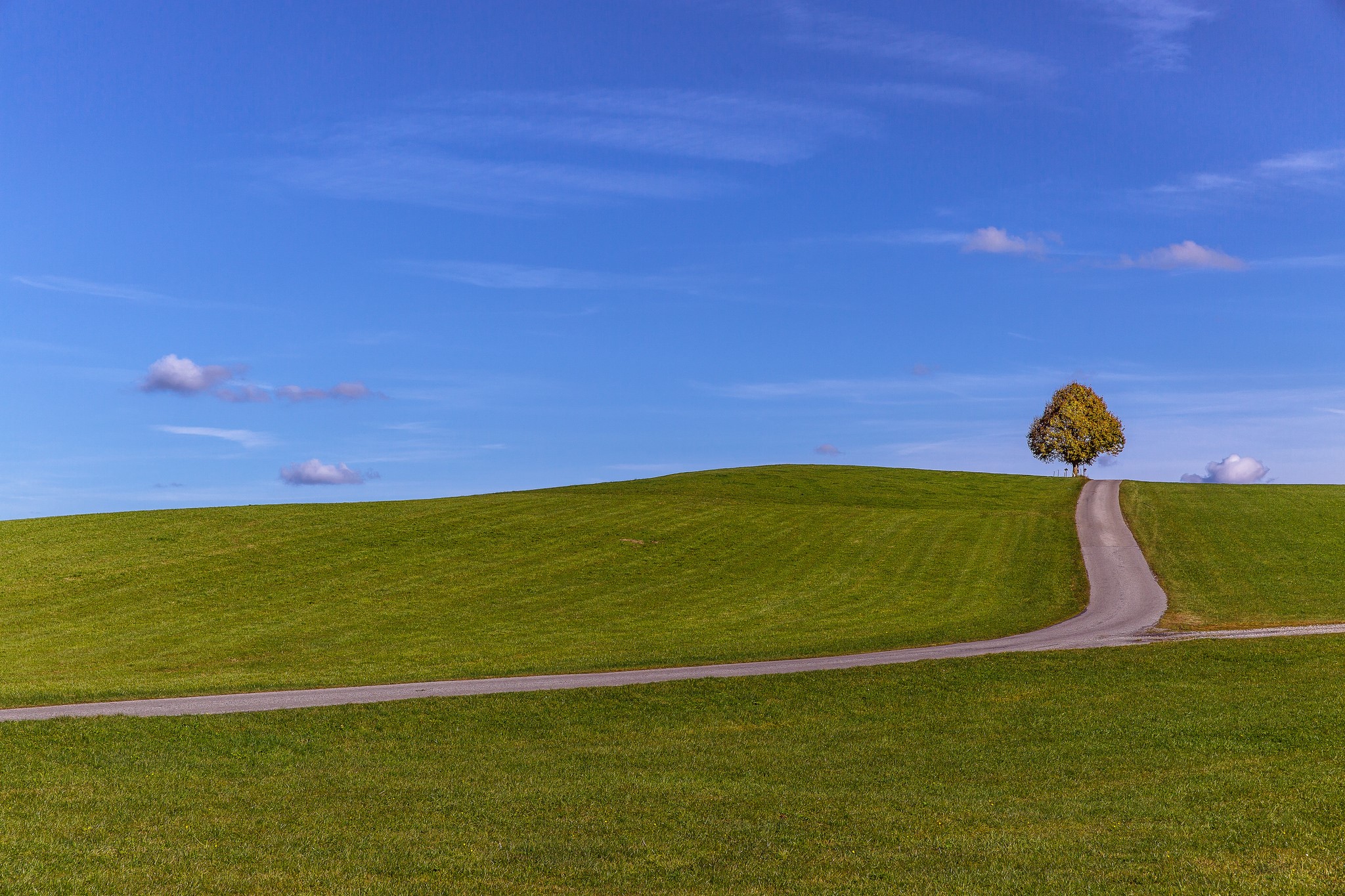 A lone tree on a grassy hill with a winding road HD Wallpaper