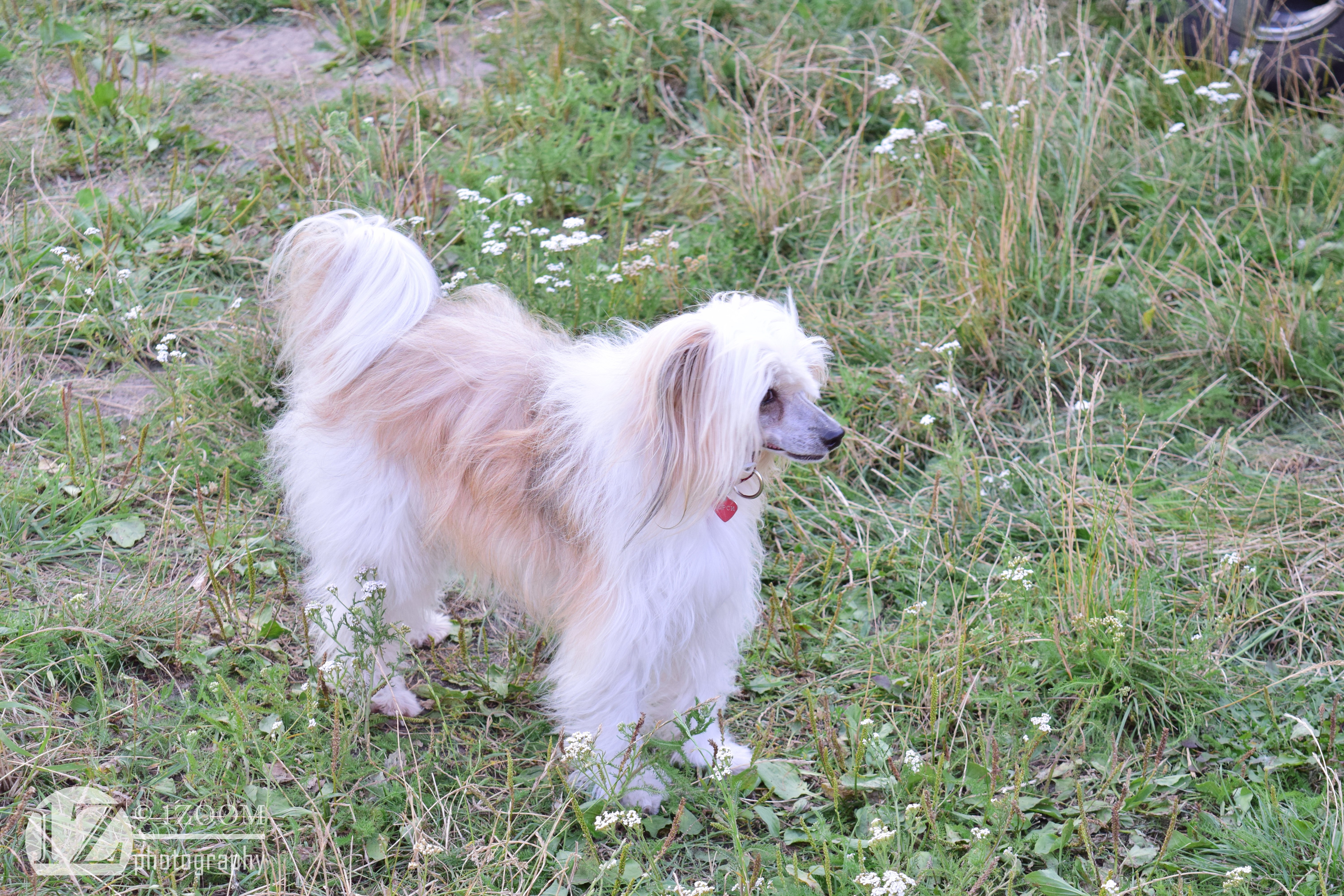 Chinese Crested dog in grass HD Wallpaper