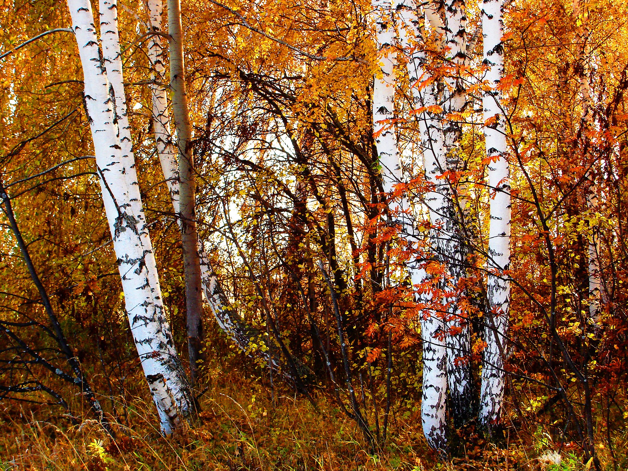 Birch trees in autumn forest HD Wallpaper