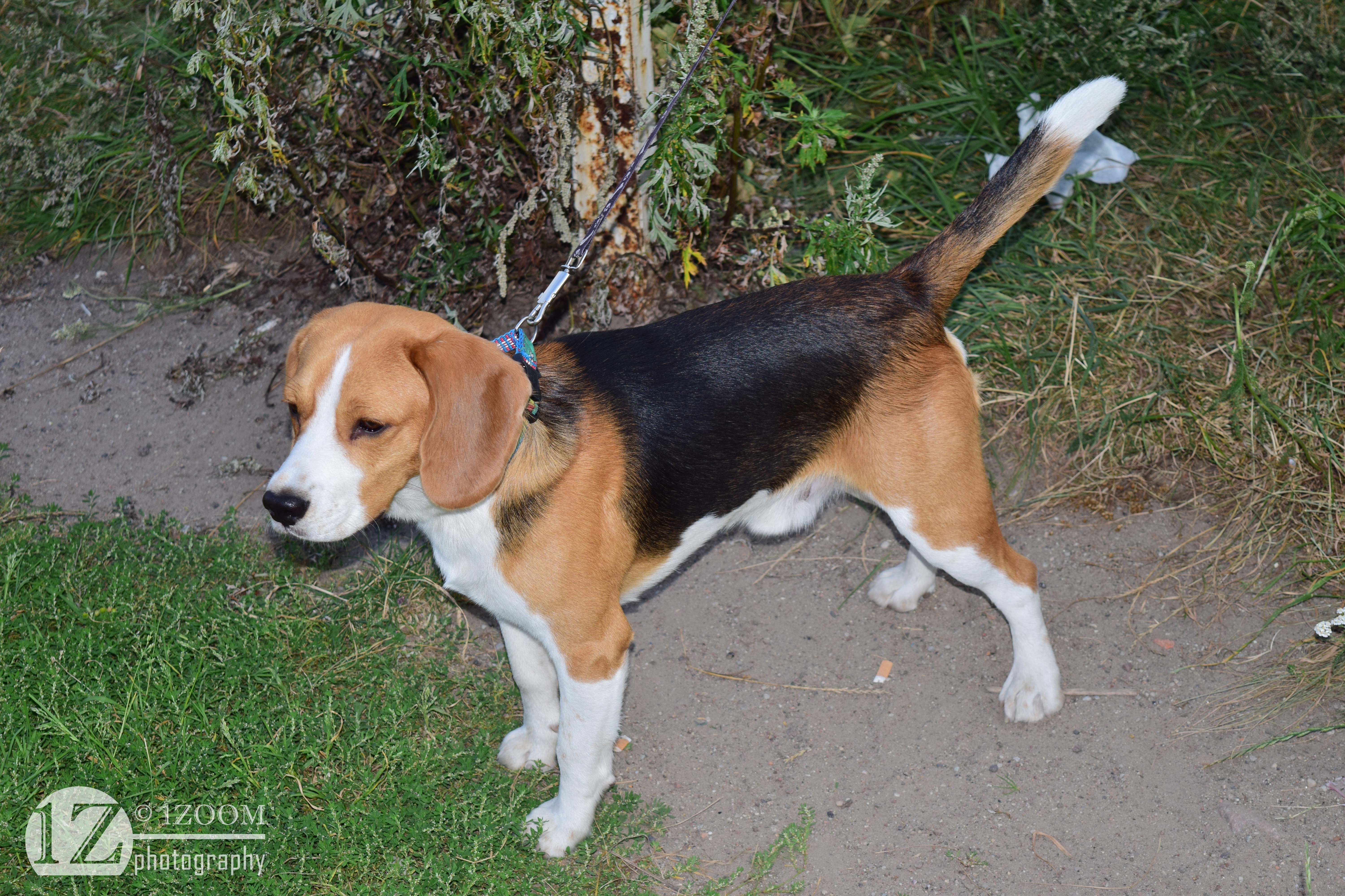 Beagle dog on a leash outdoors HD Wallpaper