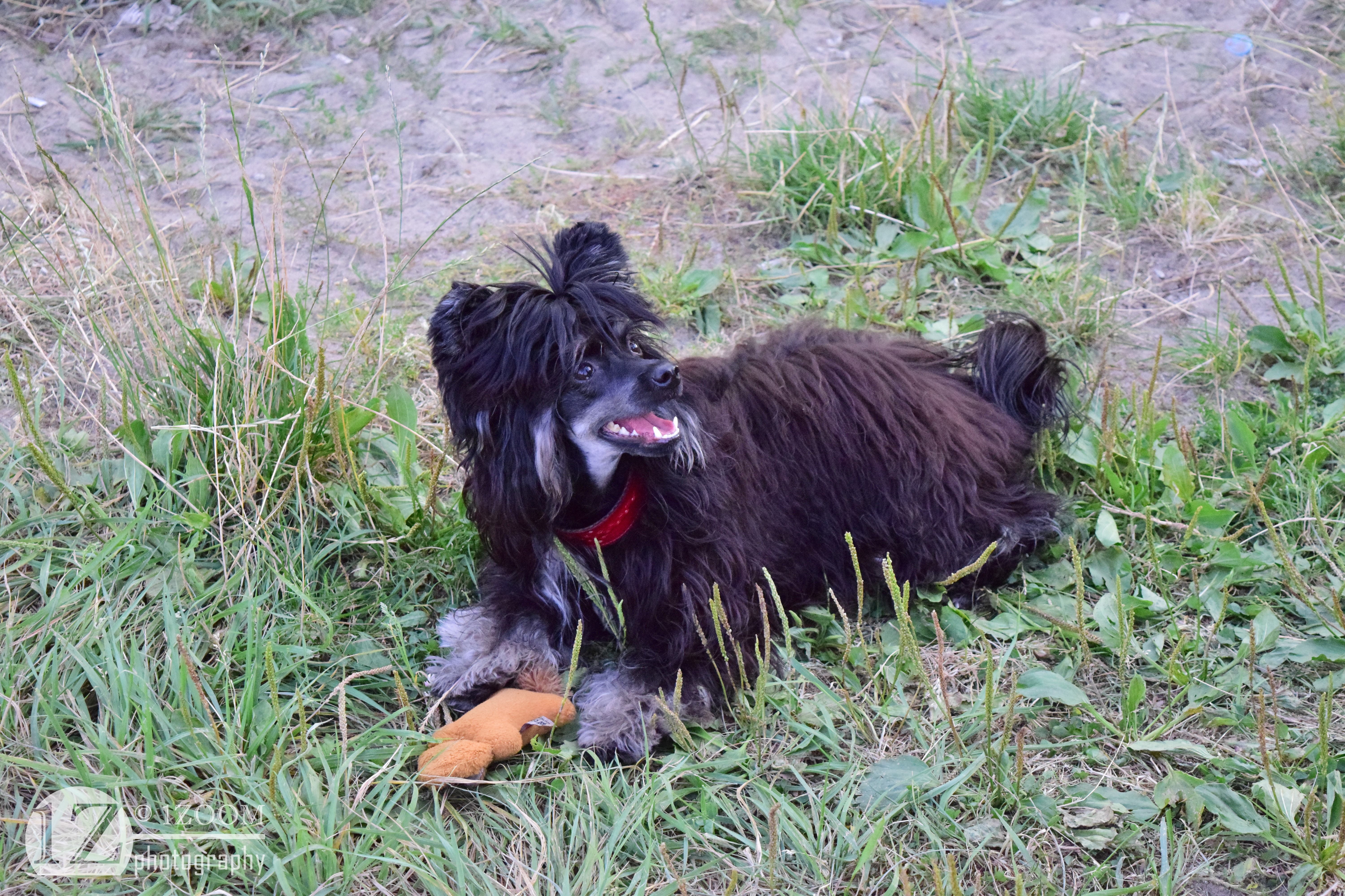 Chinese Crested dog with toy in grass HD Wallpaper