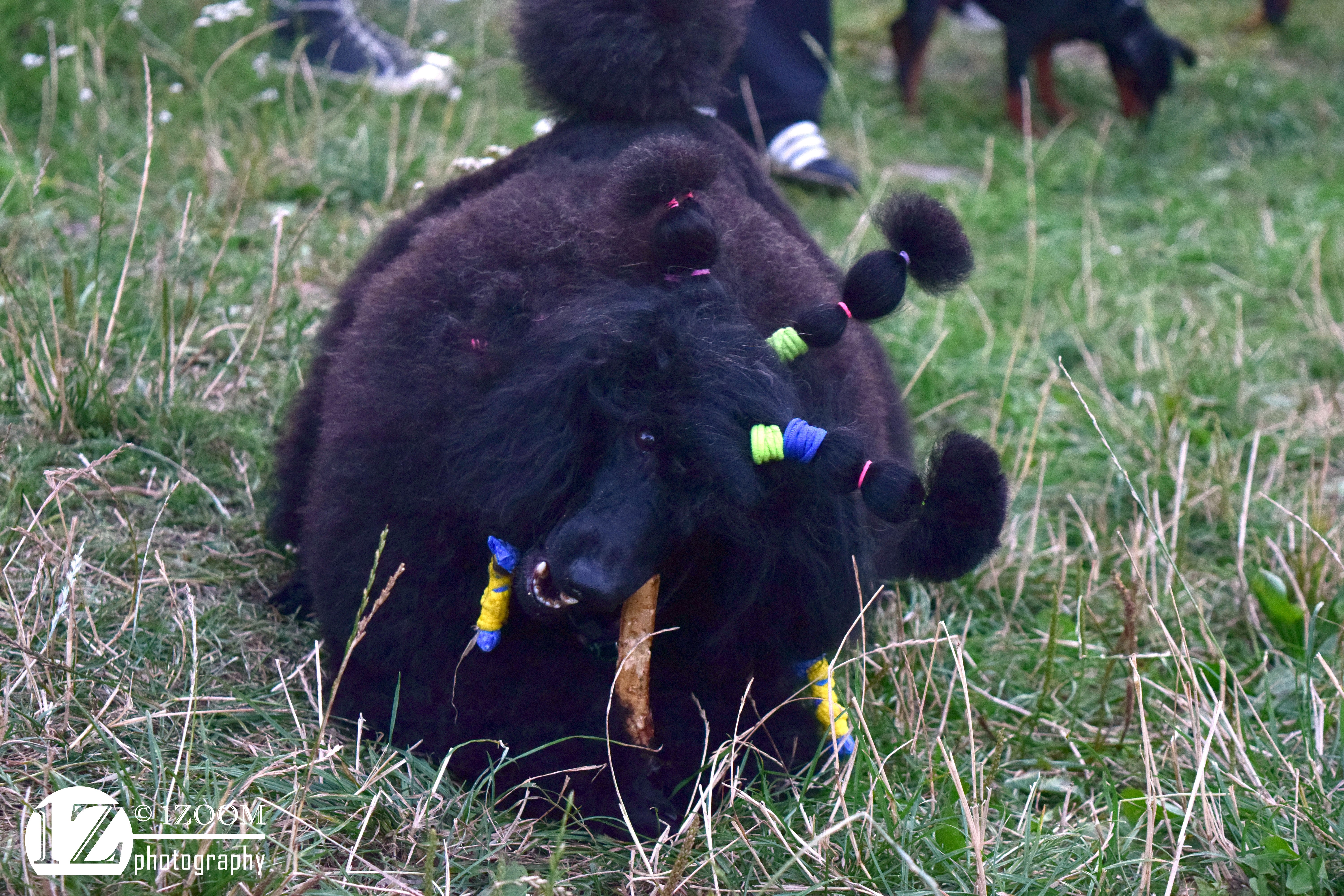 Black Poodle with colorful hair ties on grass HD Wallpaper
