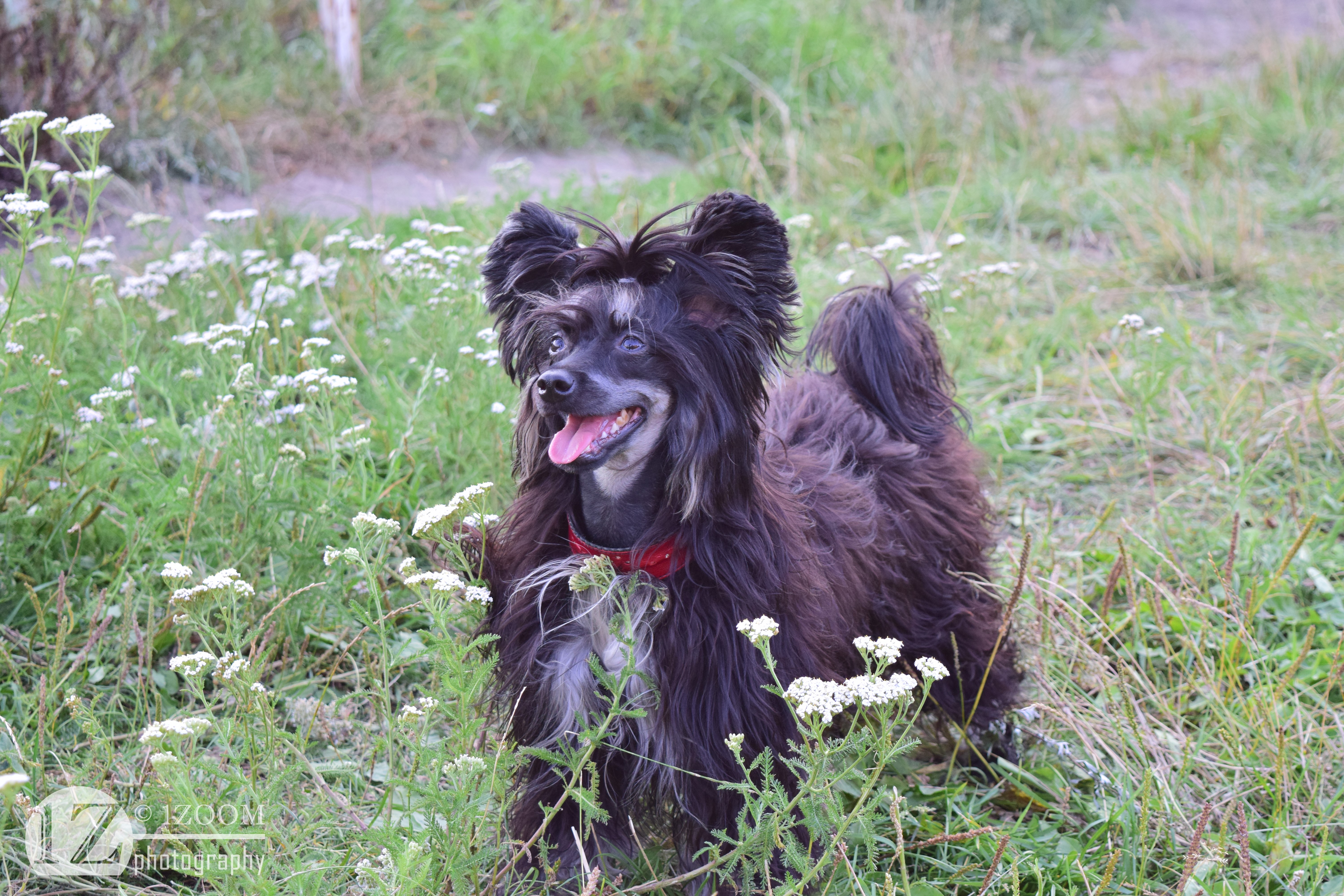 Chinese Crested dog in grass HD Wallpaper