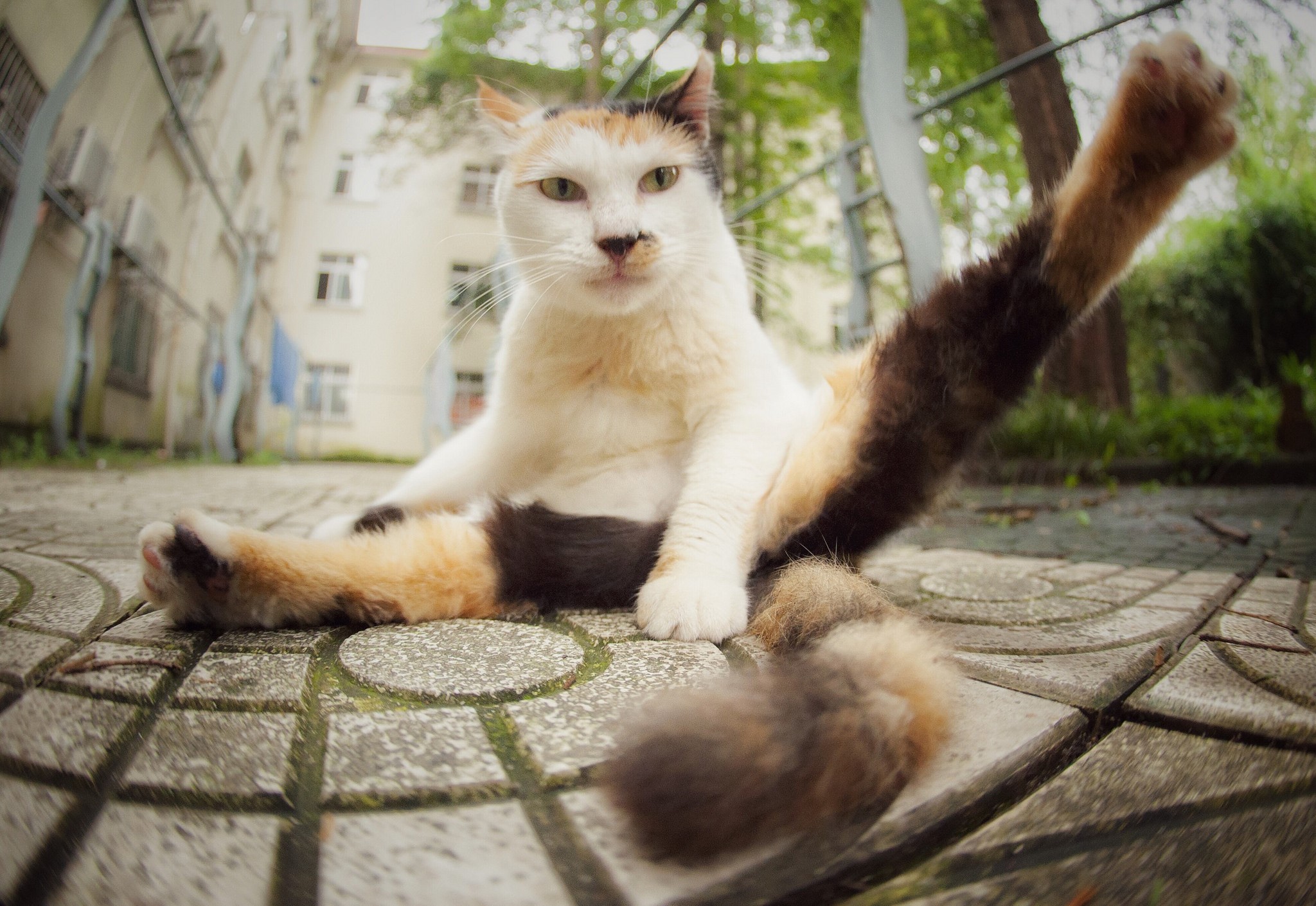Calico cat sitting on pavement with tail up HD Wallpaper