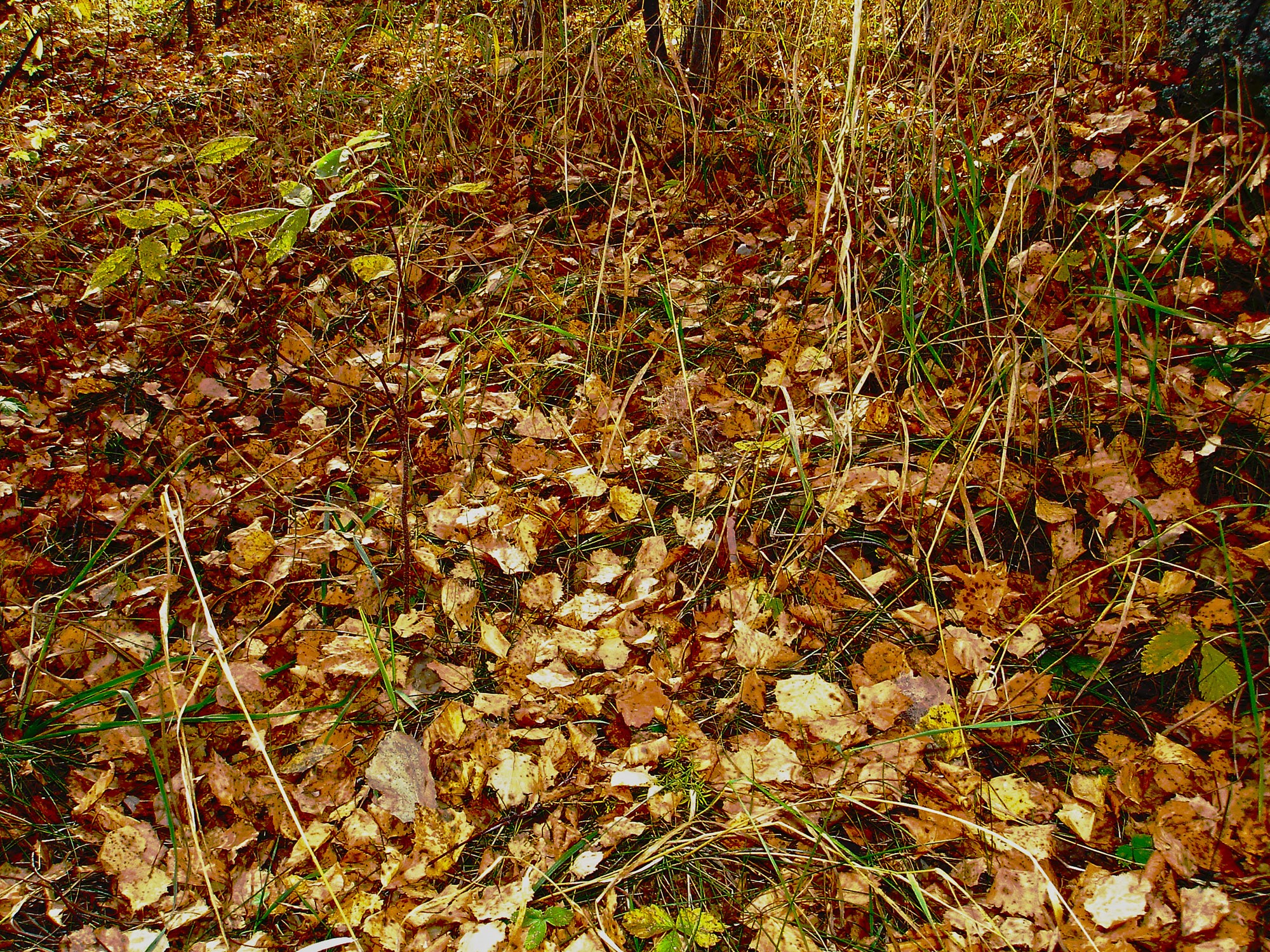 Autumn forest floor covered in fallen leaves and grass HD Wallpaper